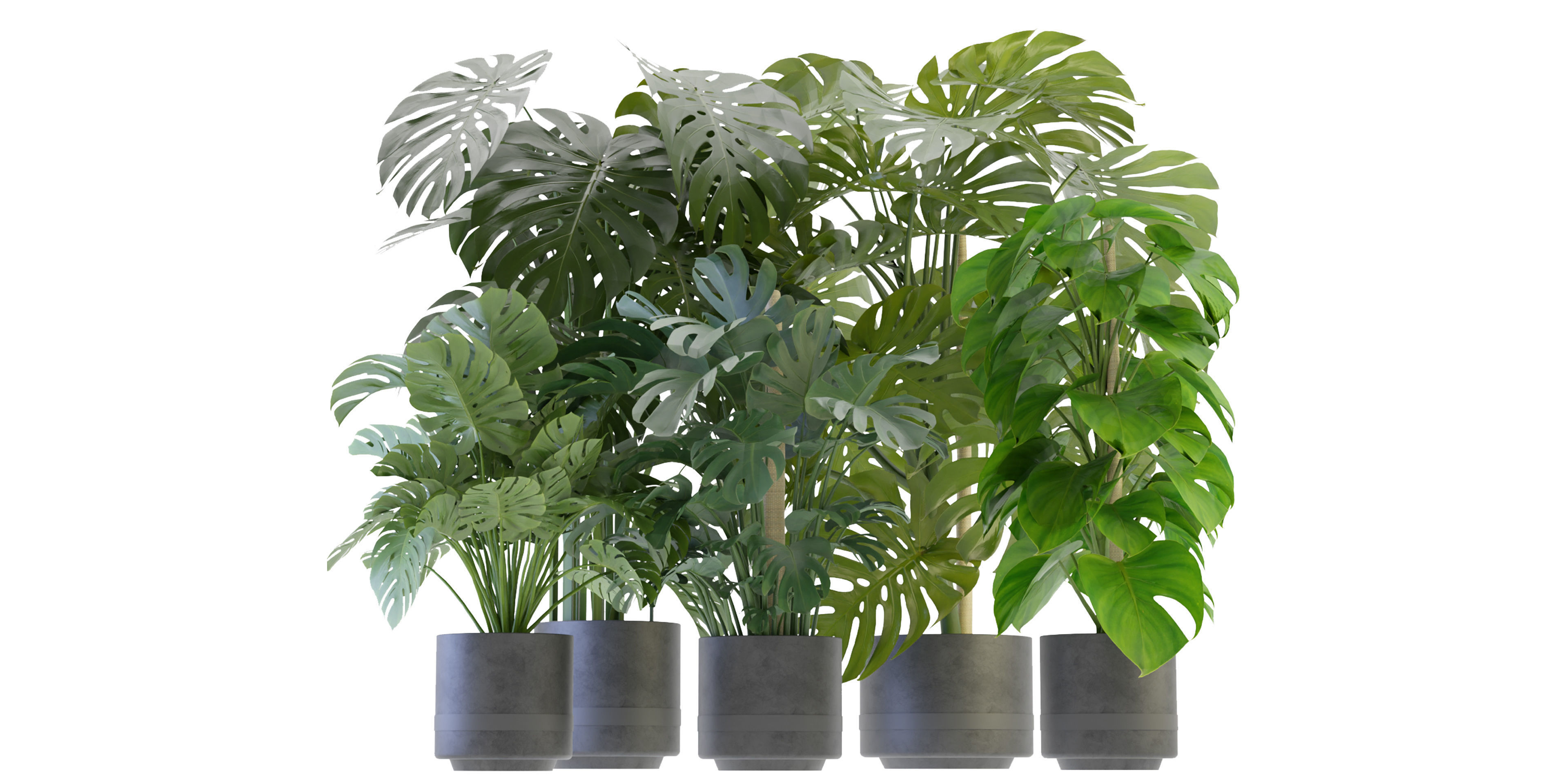 Collection plant vol 264 - blender model  3D model_1