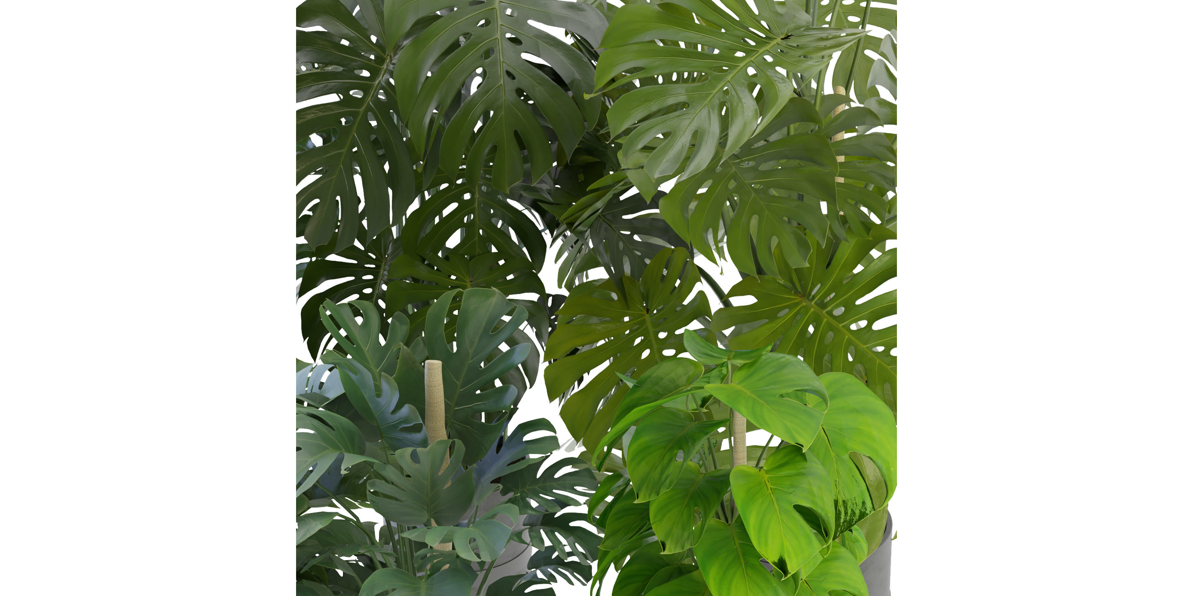 Collection plant vol 264 - blender model  3D model_3