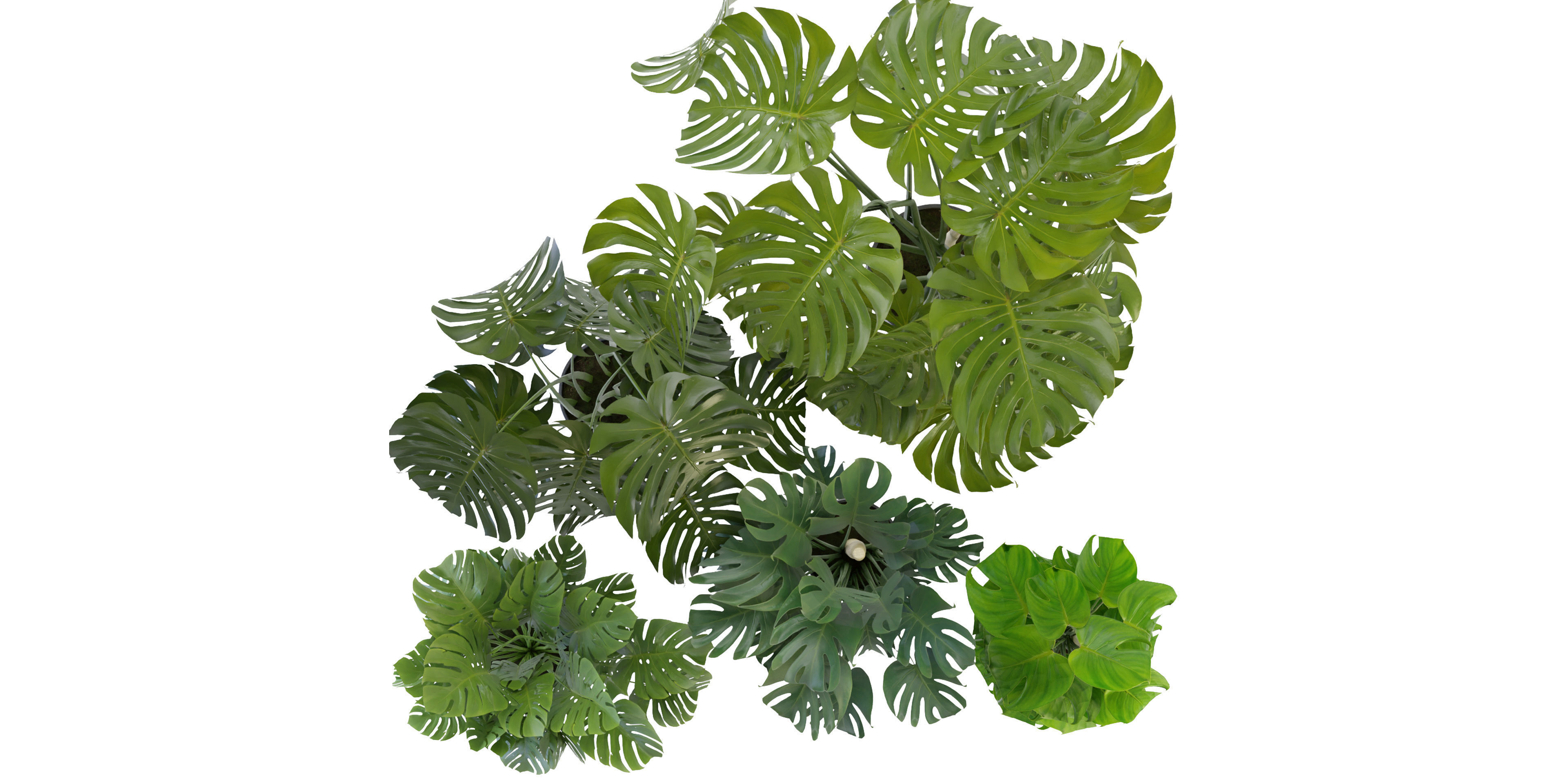 Collection plant vol 264 - blender model  3D model_5