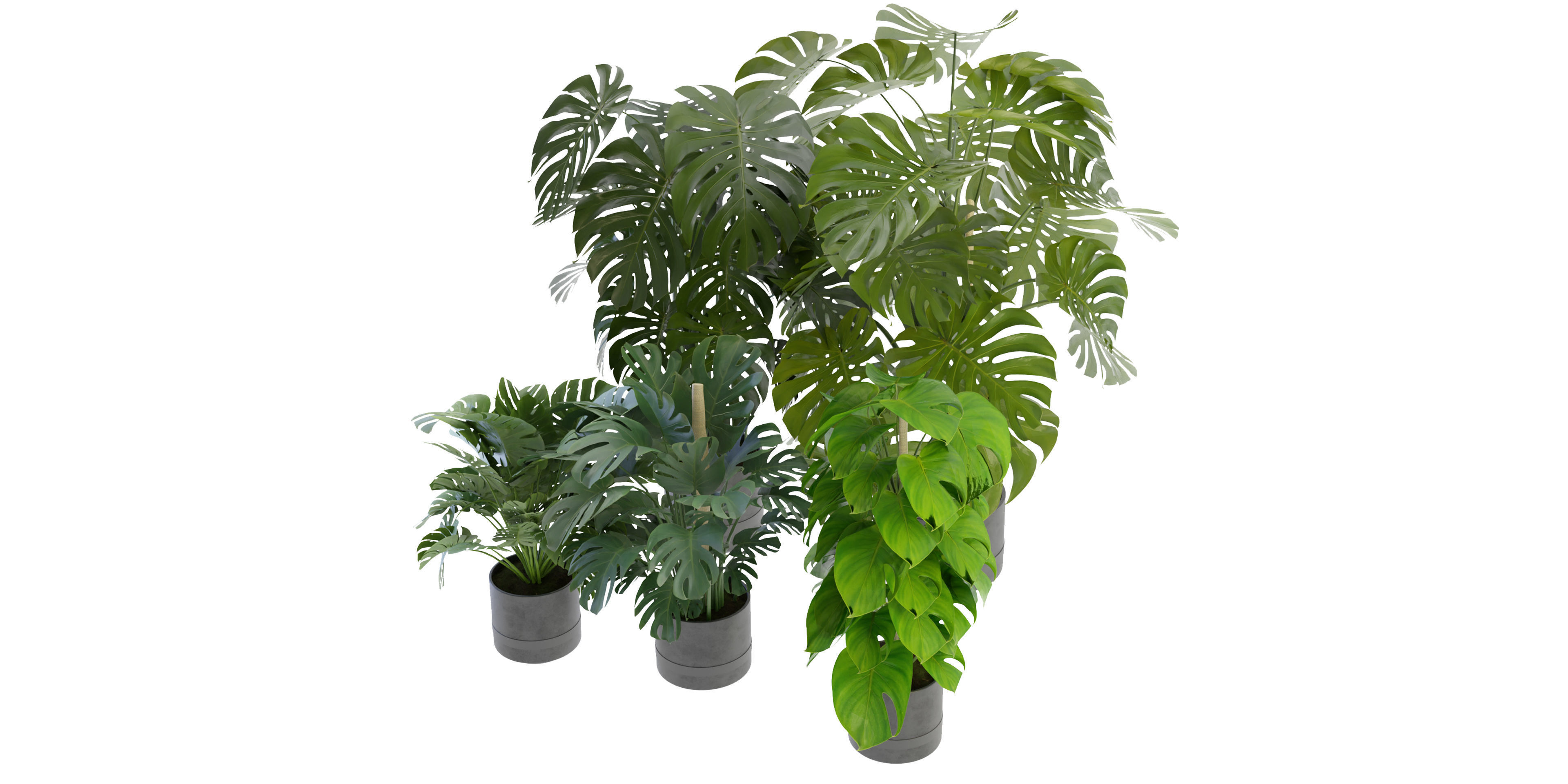 Collection plant vol 264 - blender model  3D model_2