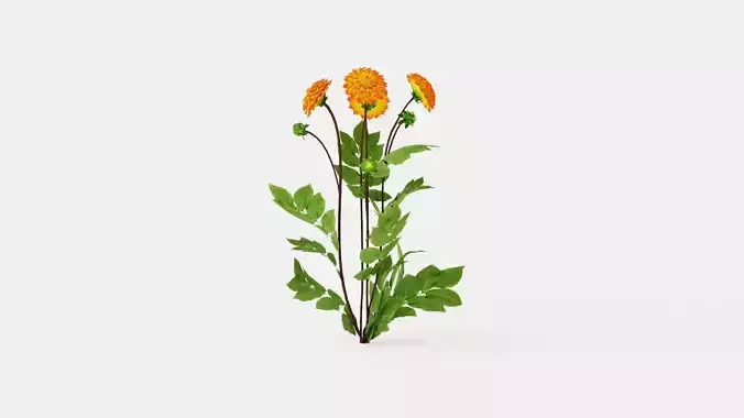 Procyon Low-poly 3D model