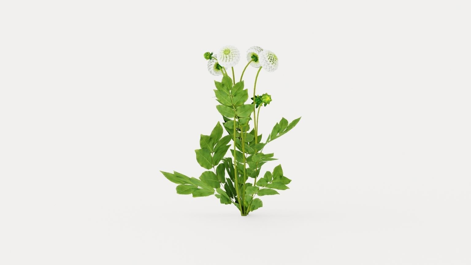 White Aster Low-poly 3D model_3