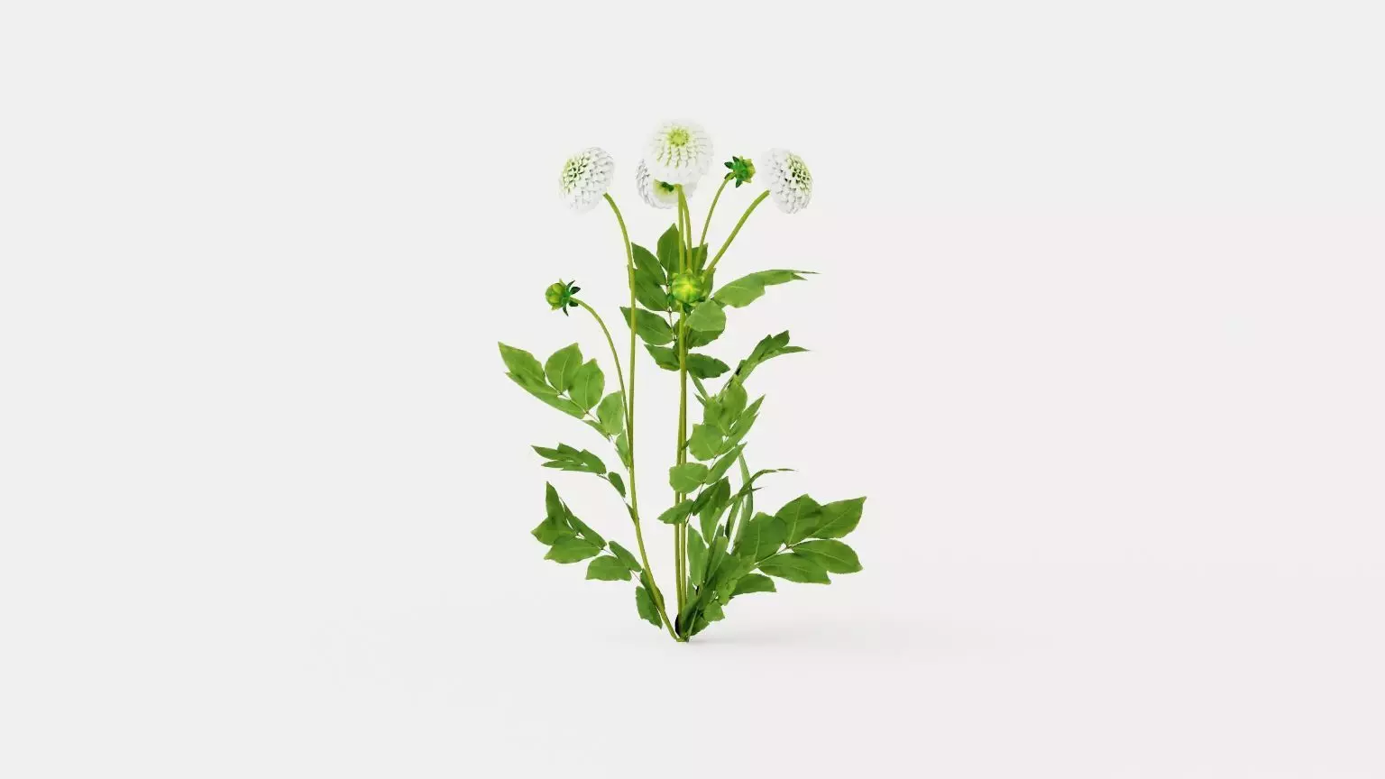 White Aster Low-poly 3D model_0