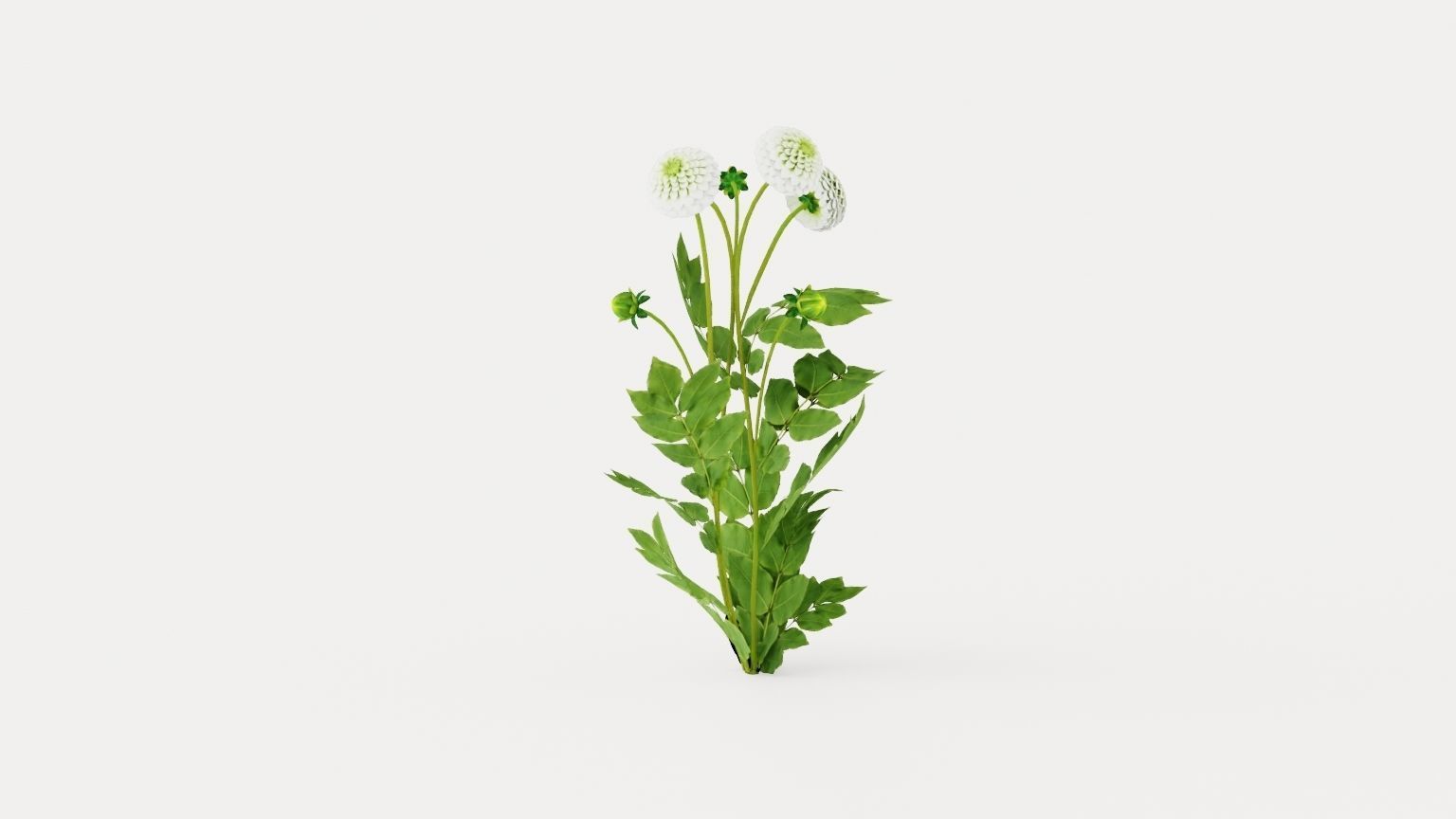 White Aster Low-poly 3D model_1
