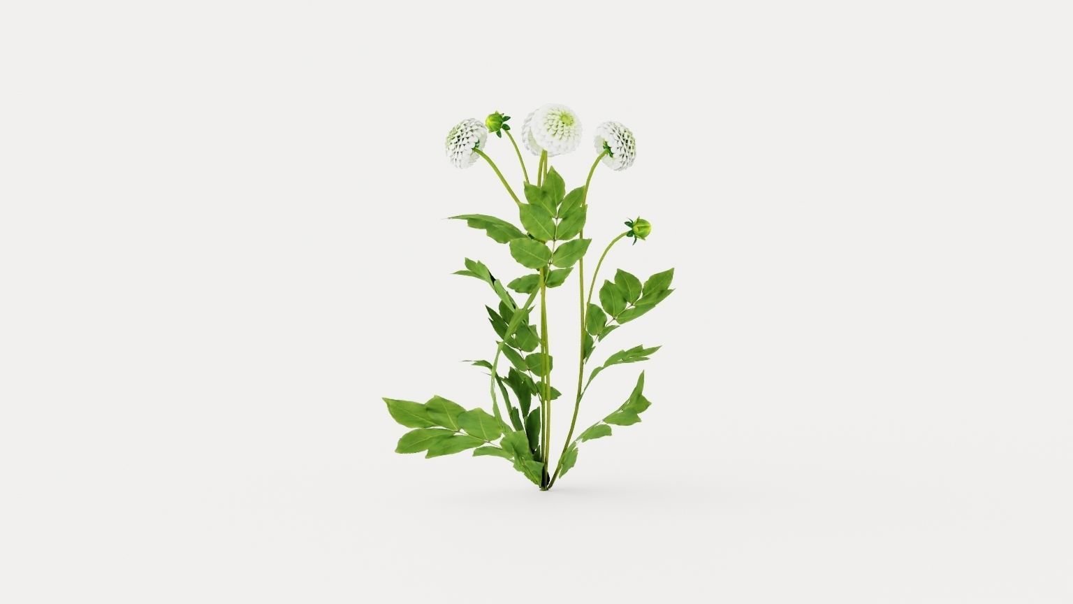 White Aster Low-poly 3D model_4