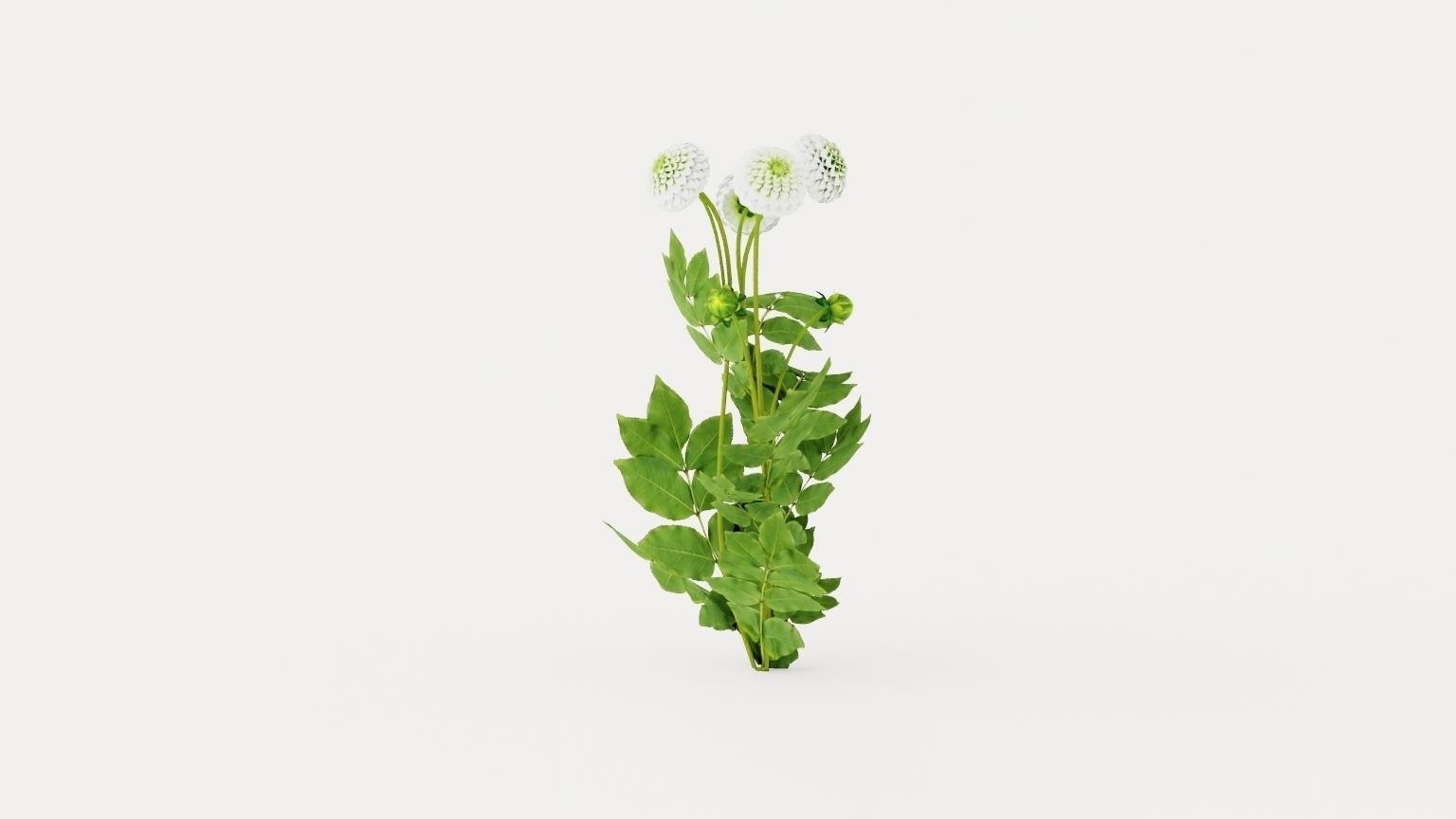 White Aster Low-poly 3D model_2