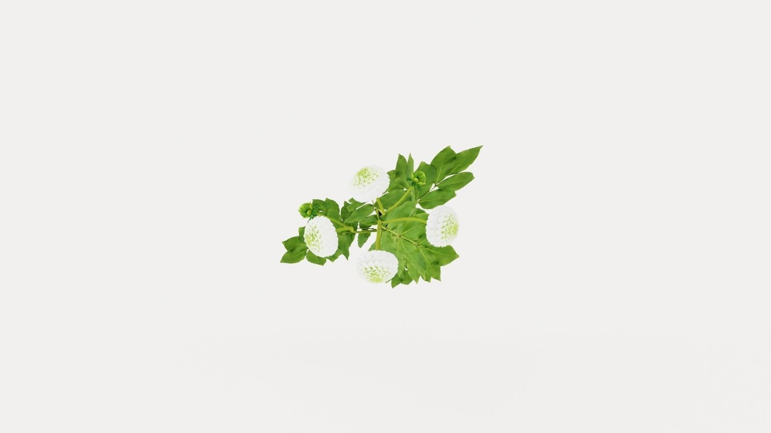 White Aster Low-poly 3D model_8