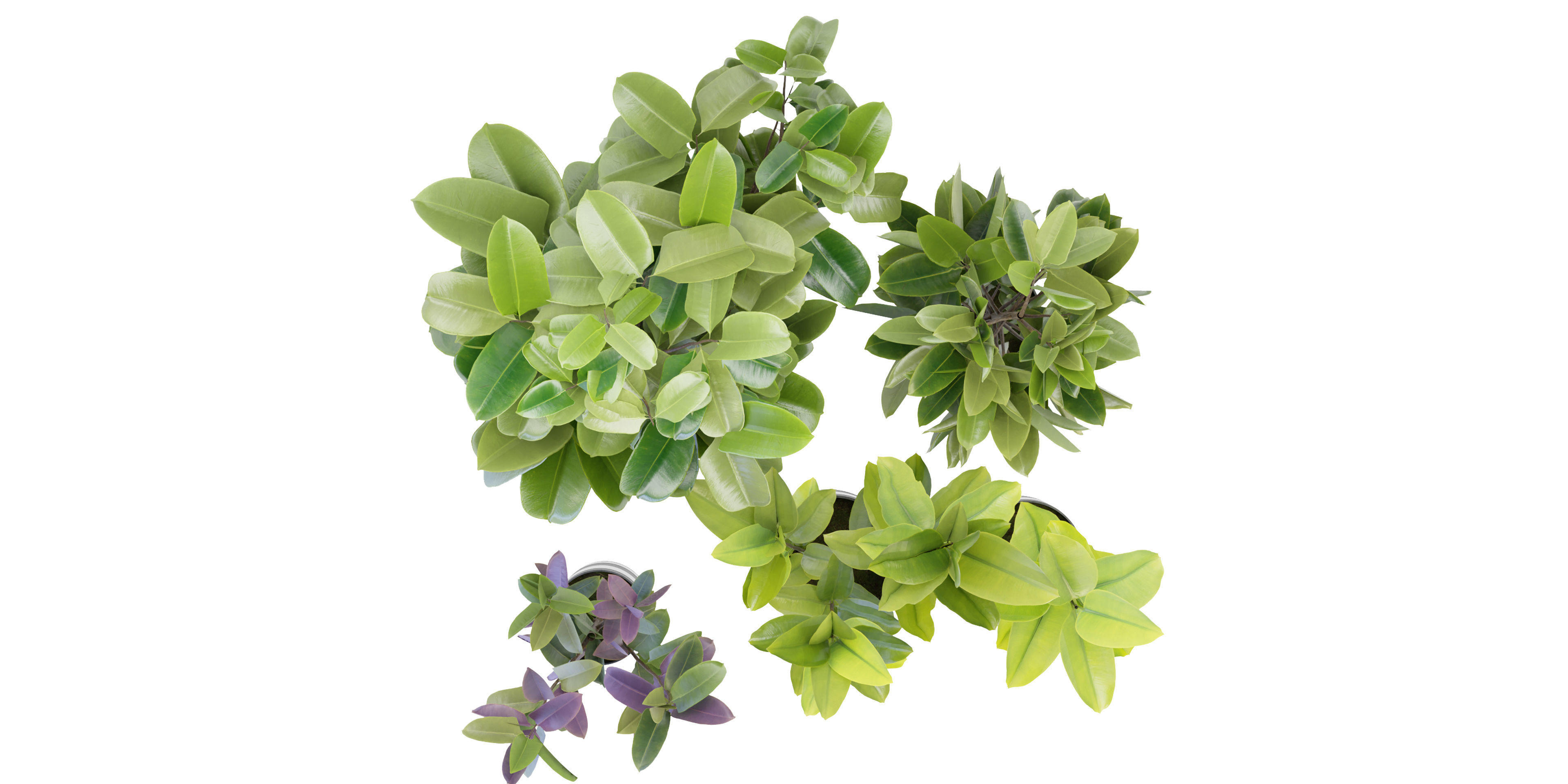 Collection plant vol 272 - blender model  3D model_5