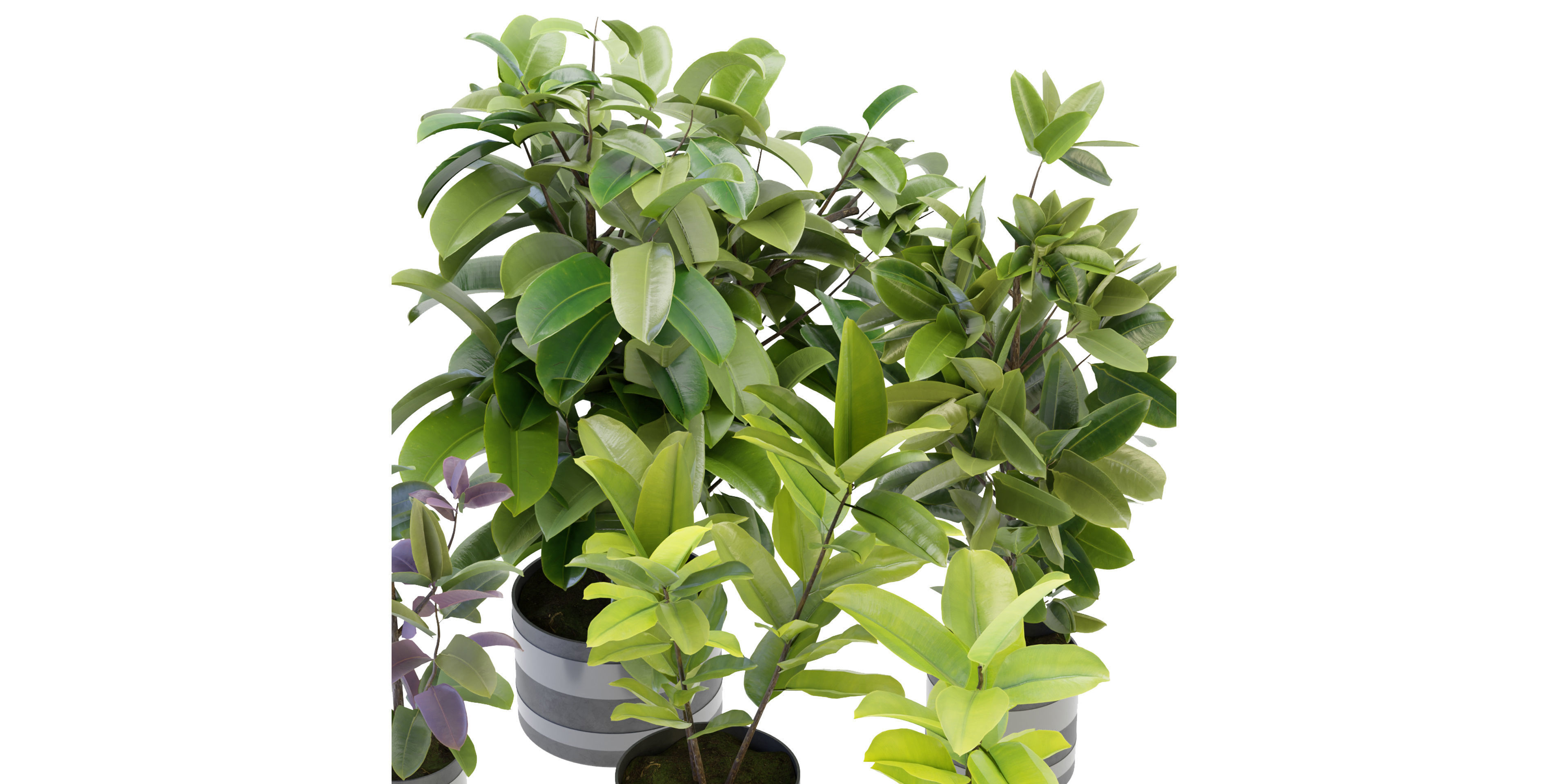 Collection plant vol 272 - blender model  3D model_2