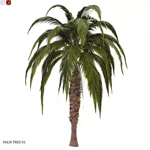 palm tree o1