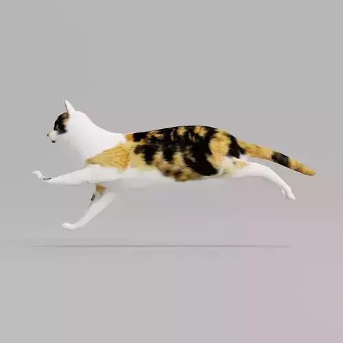 Calico Cat 3D model