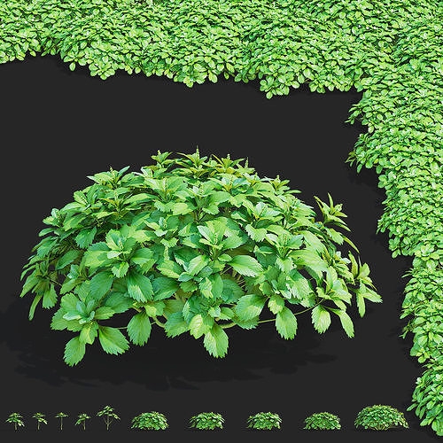 Pachysandra terminalis flower 3D model