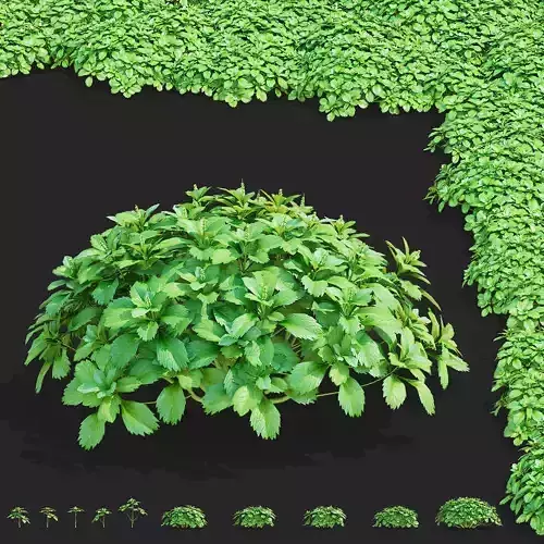 Pachysandra terminalis flower