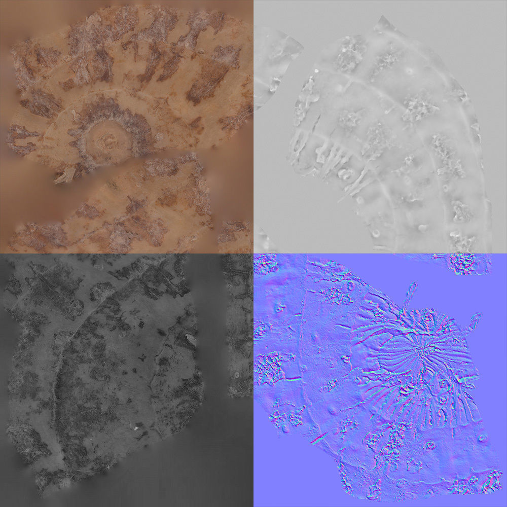 Tiger Nut 3D model_8