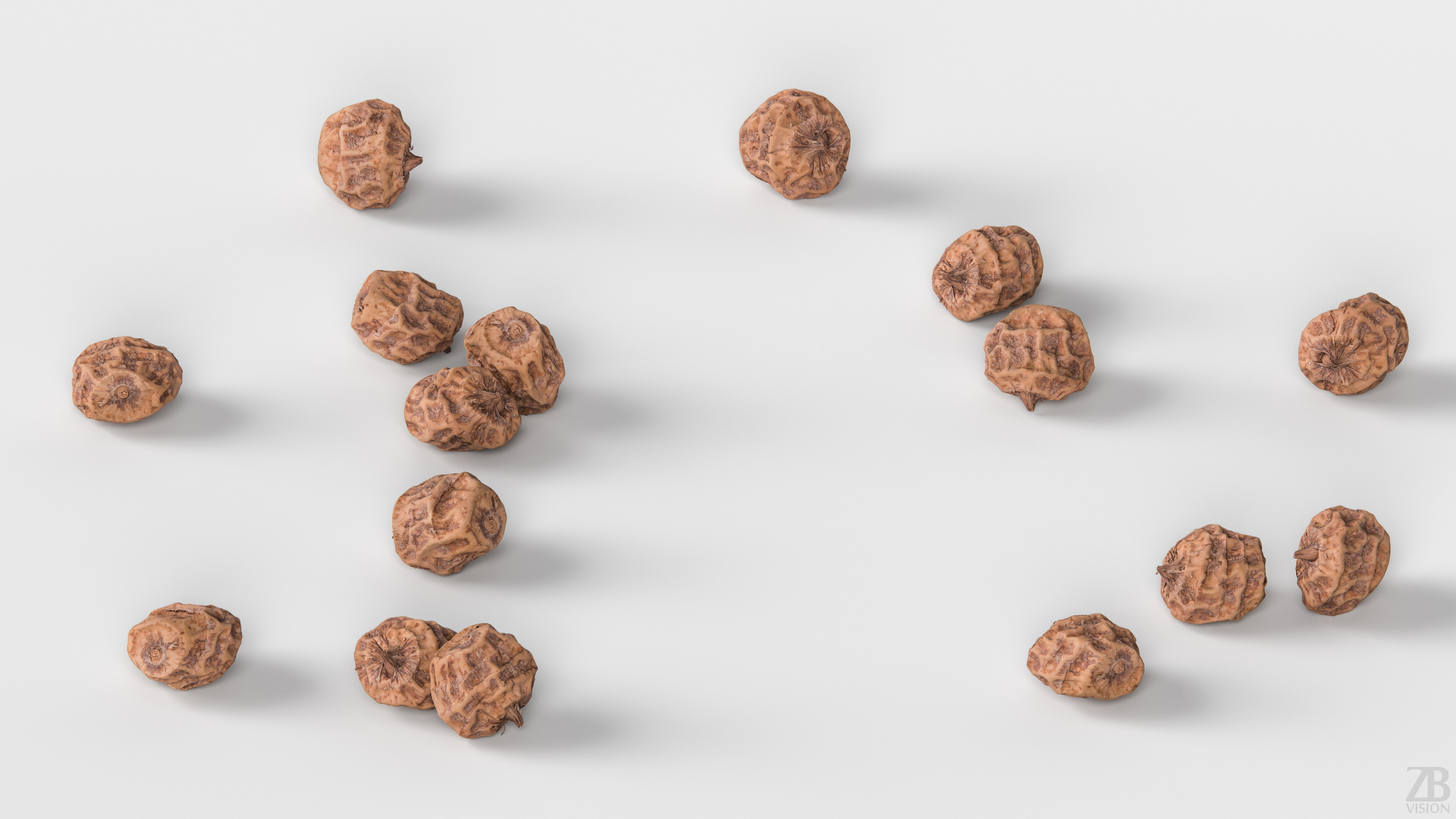 Tiger Nut 3D model_2
