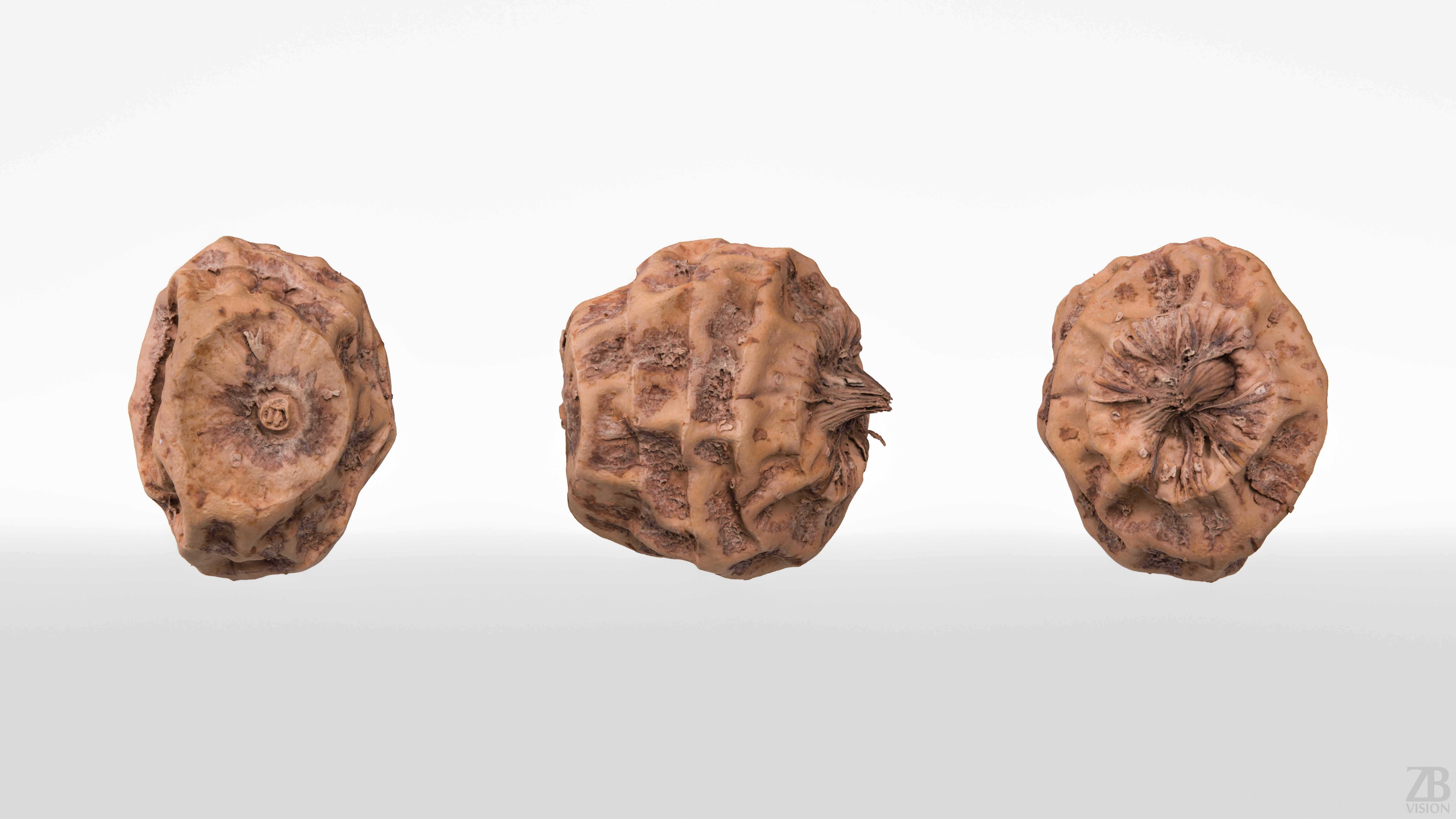 Tiger Nut 3D model_4