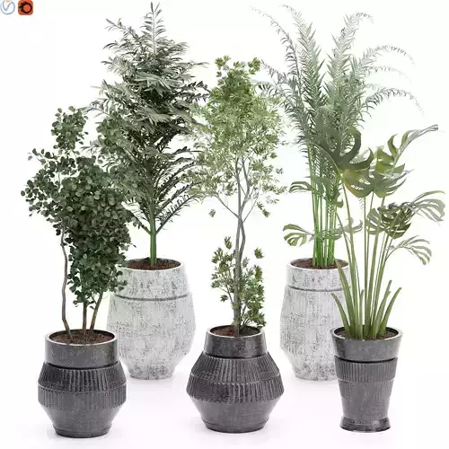 indoor plants 32