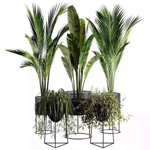 Indoor Plant set 35