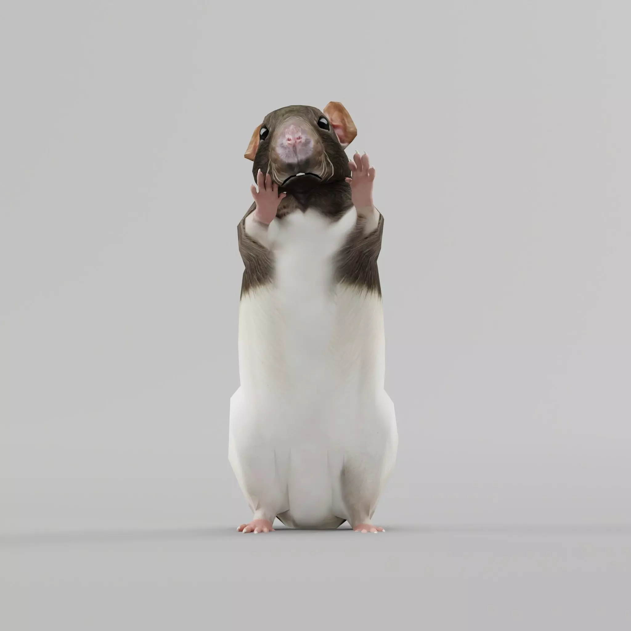 Common Rat Low-poly 3D model