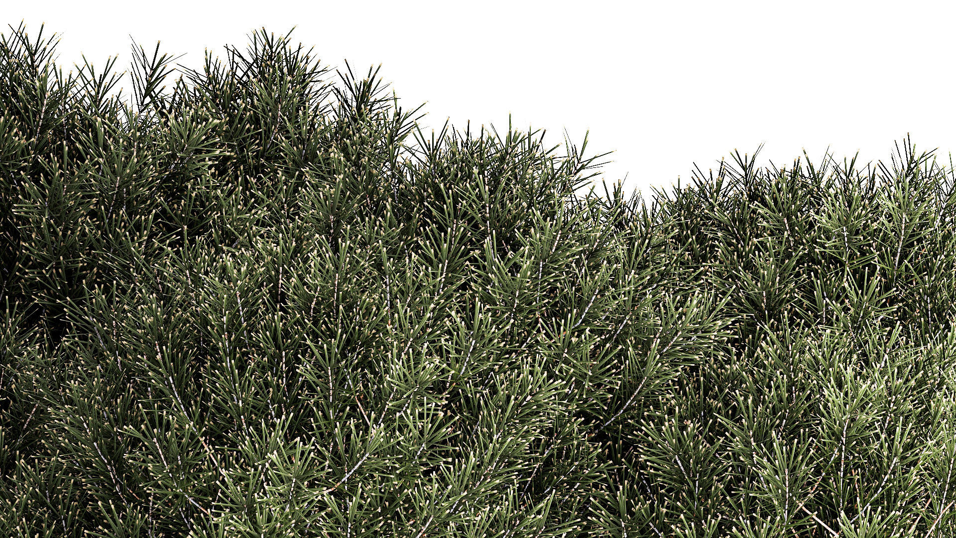 beautiful plants alpine hill pine bonsai bushes grass 1339 3D model_5