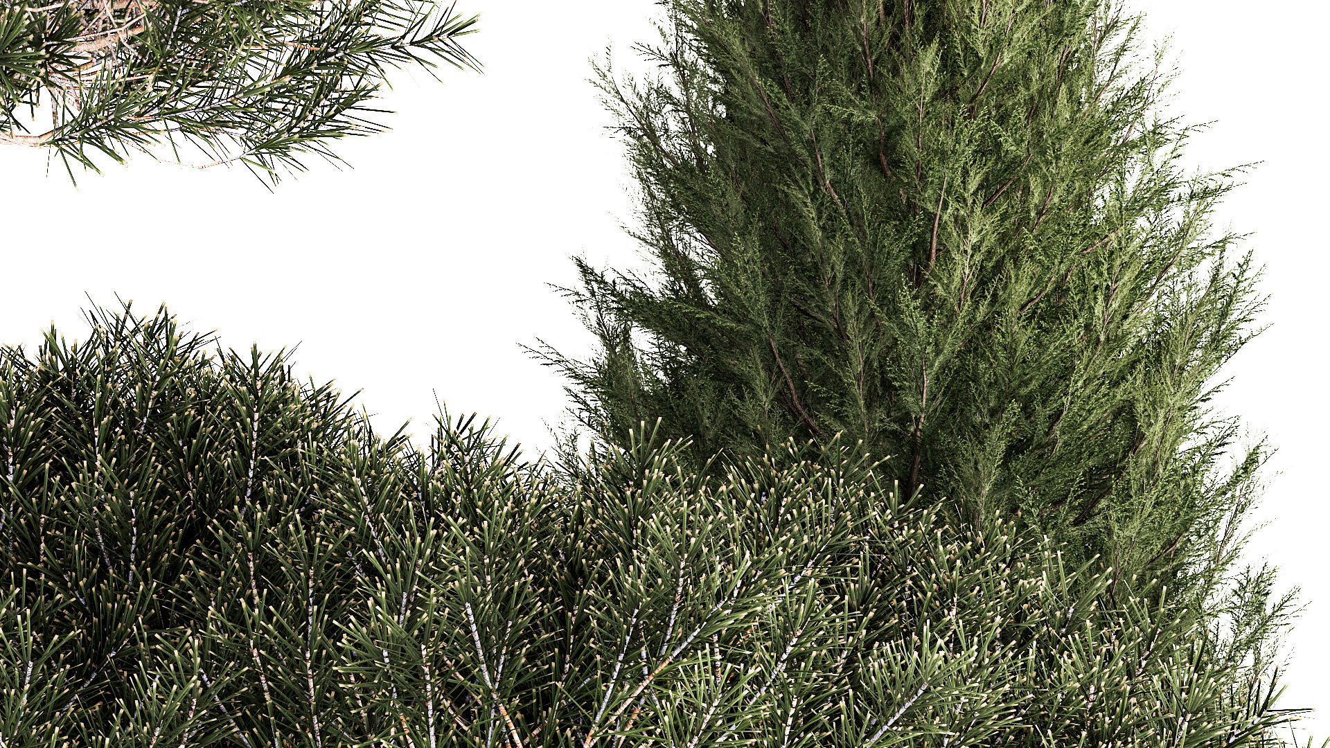 beautiful plants alpine hill pine bonsai bushes grass 1339 3D model_4