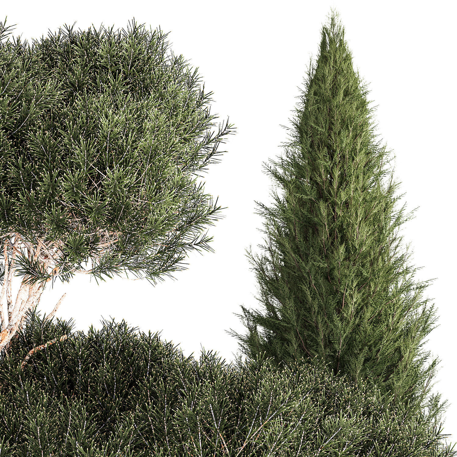 beautiful plants alpine hill pine bonsai bushes grass 1339 3D model_9