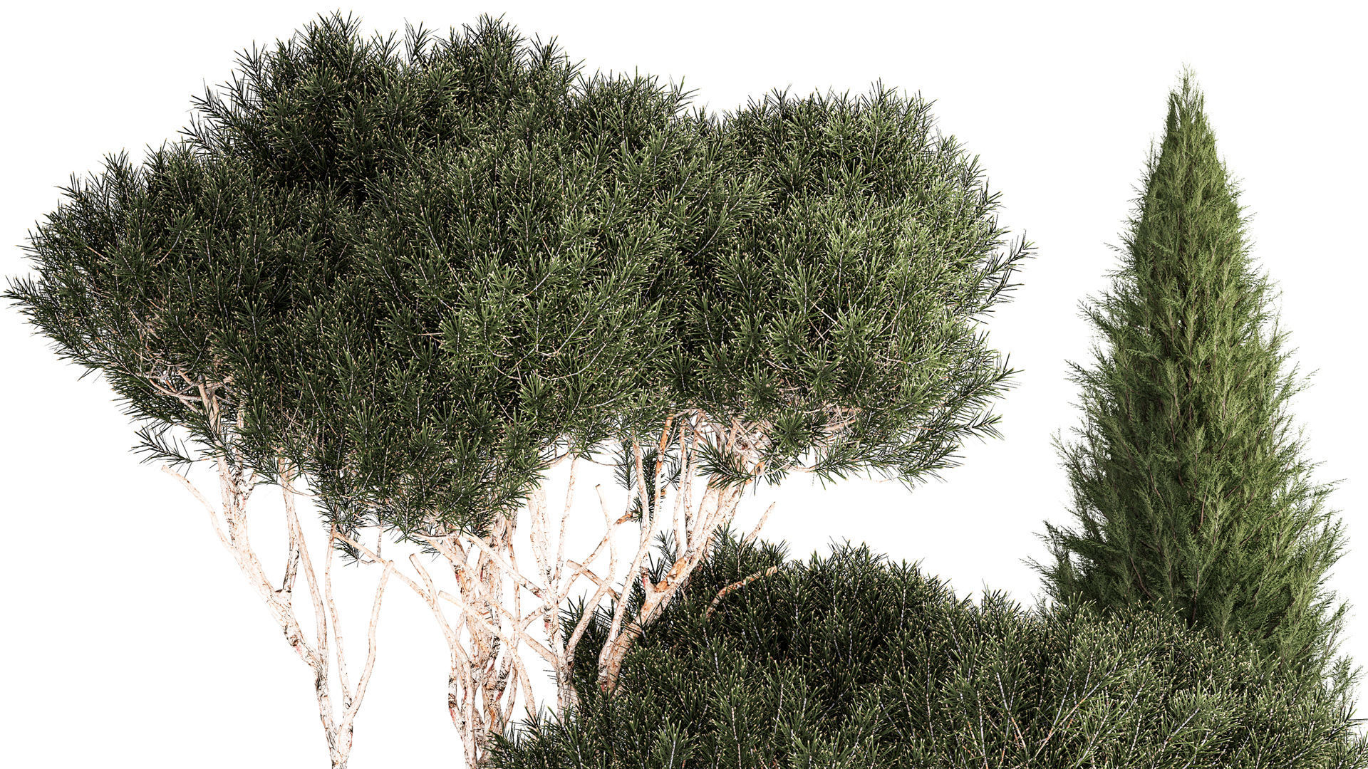 beautiful plants alpine hill pine bonsai bushes grass 1339 3D model_3