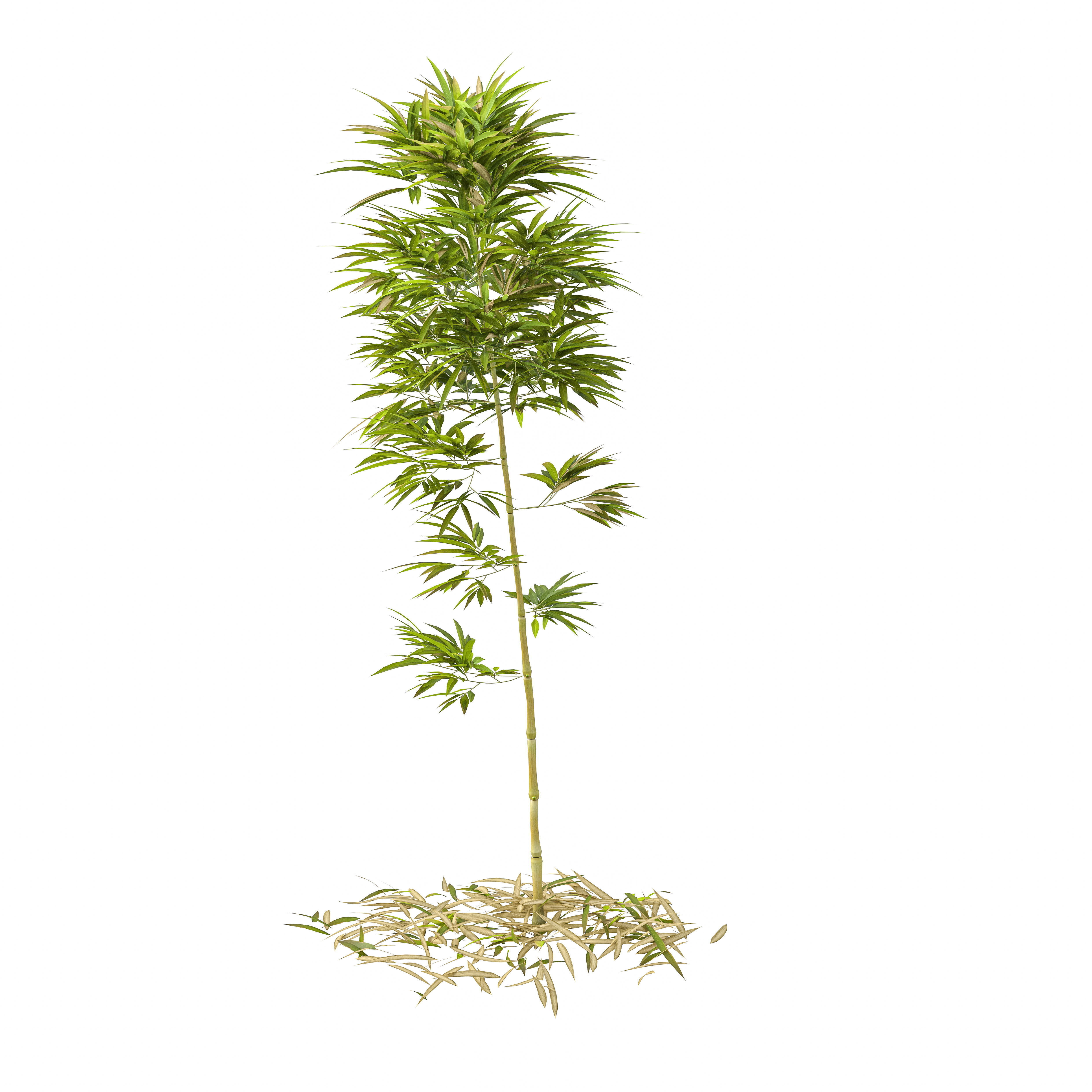 Bamboo Phyllostachys Aurea 2m 3D model_27