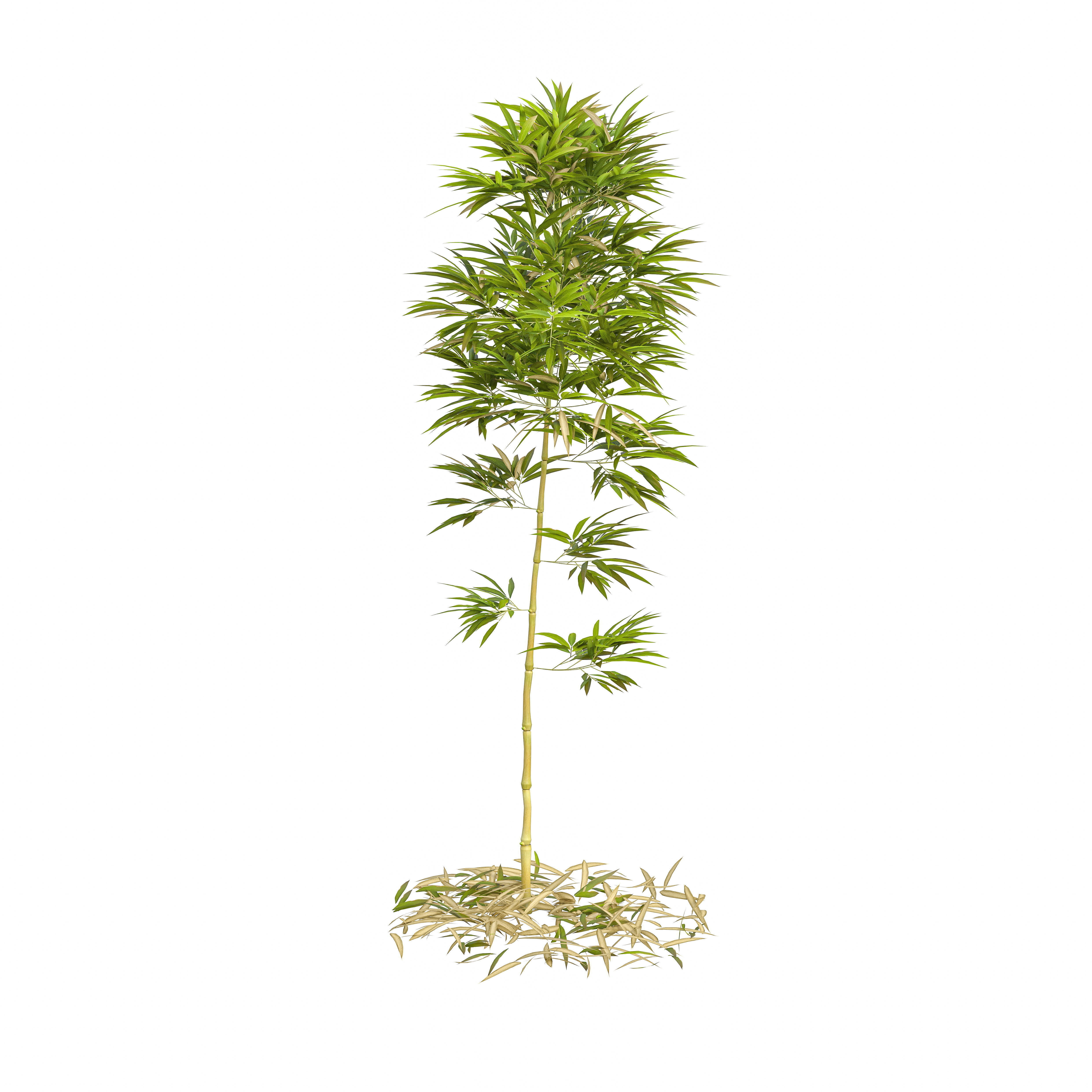 Bamboo Phyllostachys Aurea 2m 3D model_15