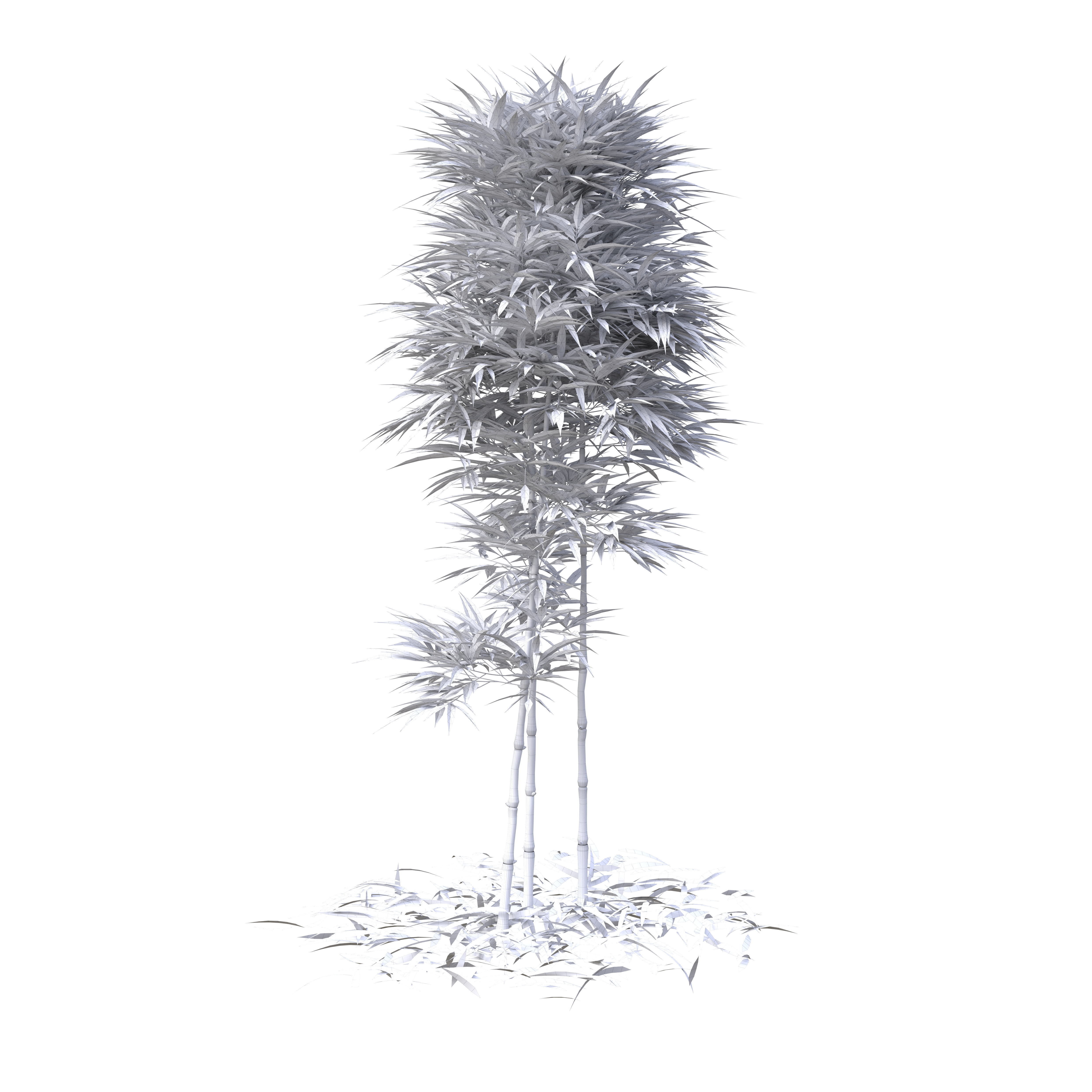 Bamboo Phyllostachys Aurea 2m 3D model_26