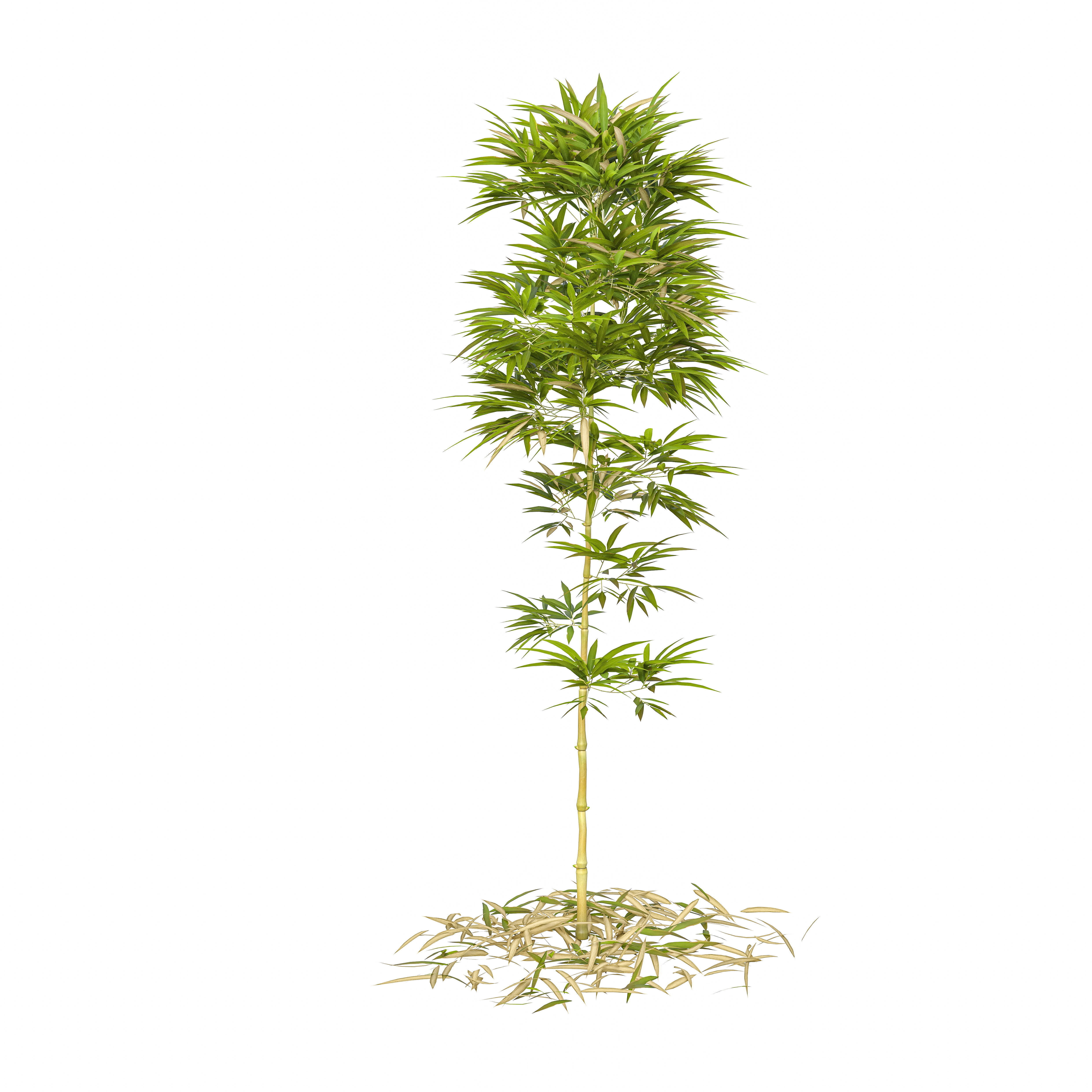 Bamboo Phyllostachys Aurea 2m 3D model_39