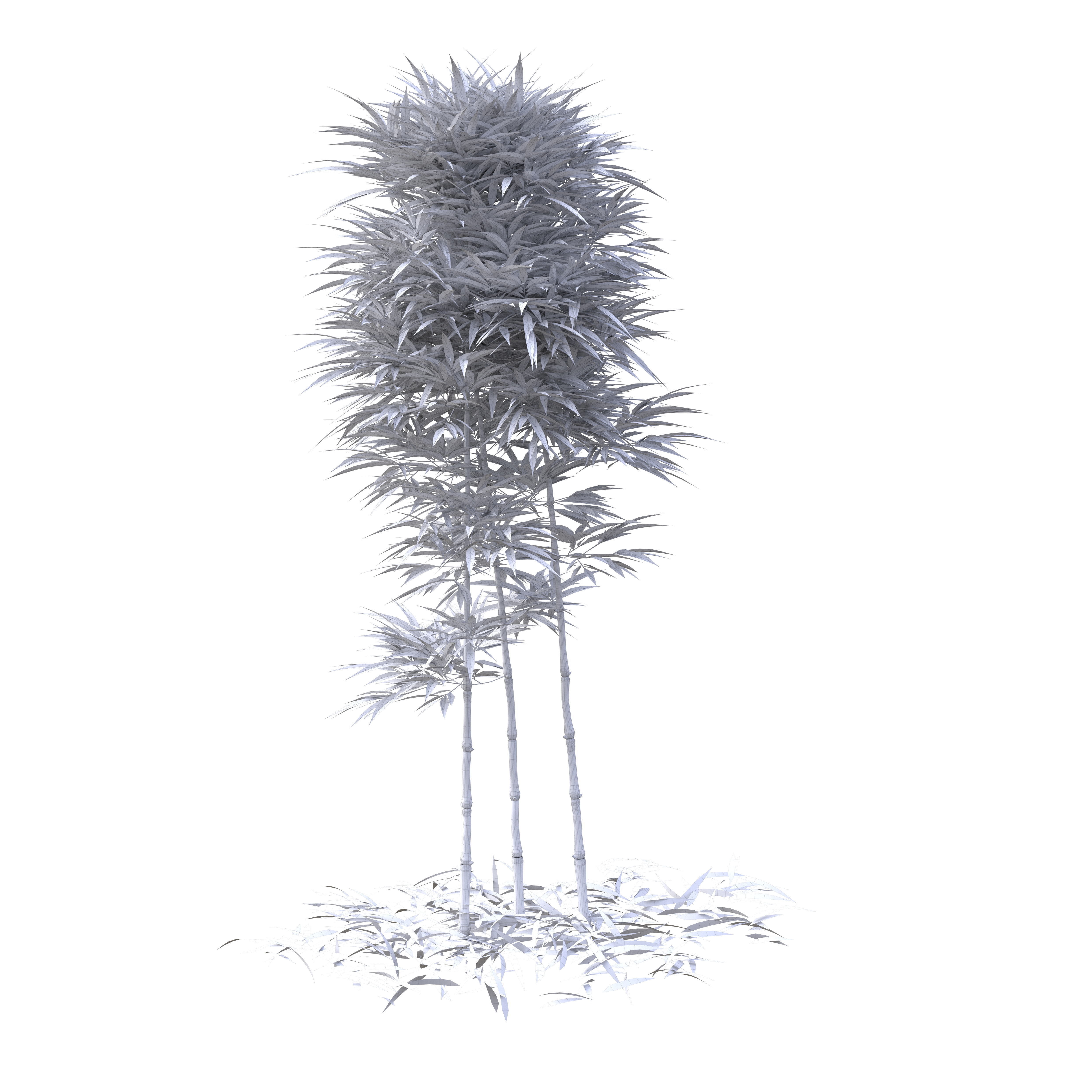 Bamboo Phyllostachys Aurea 2m 3D model_32