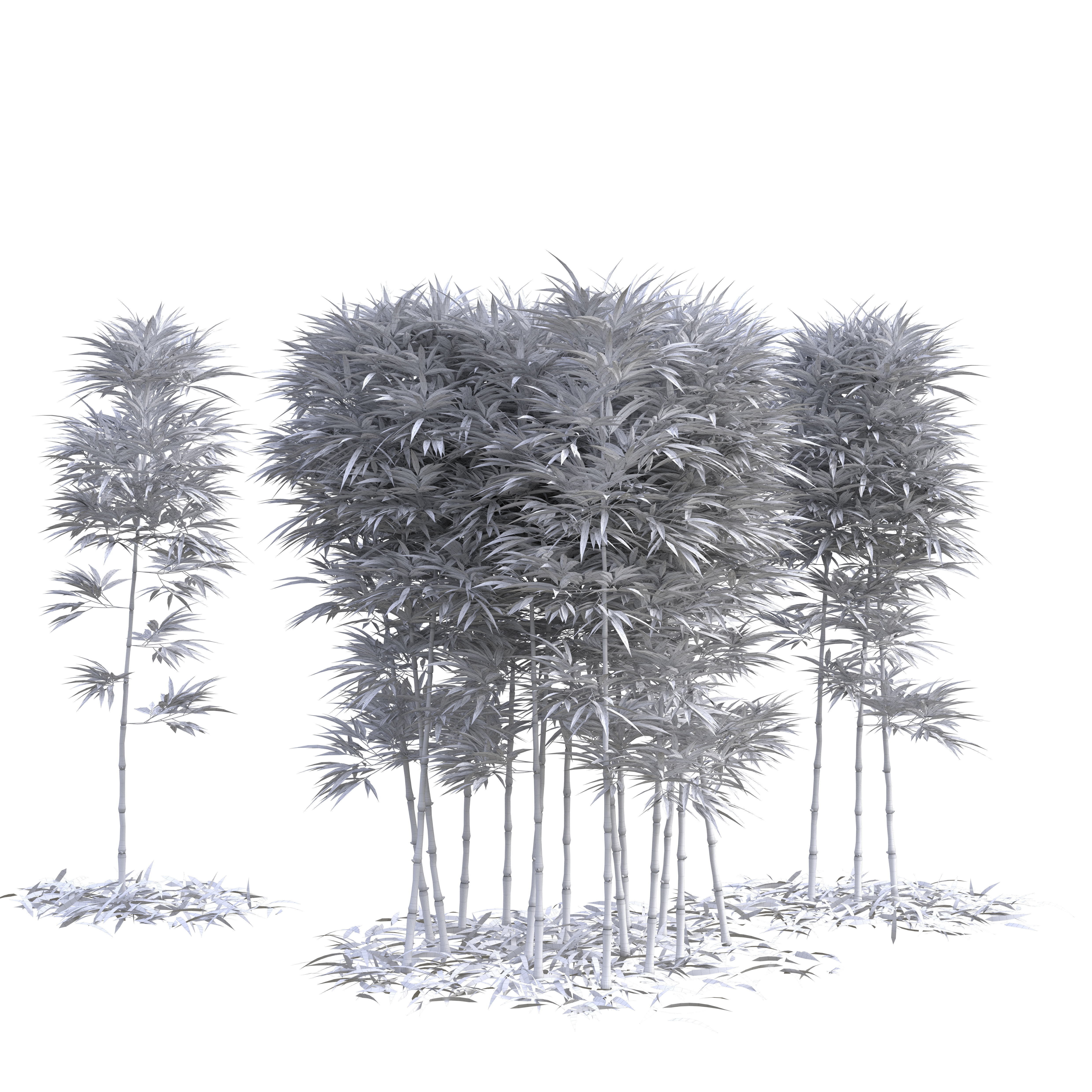 Bamboo Phyllostachys Aurea 2m 3D model_1