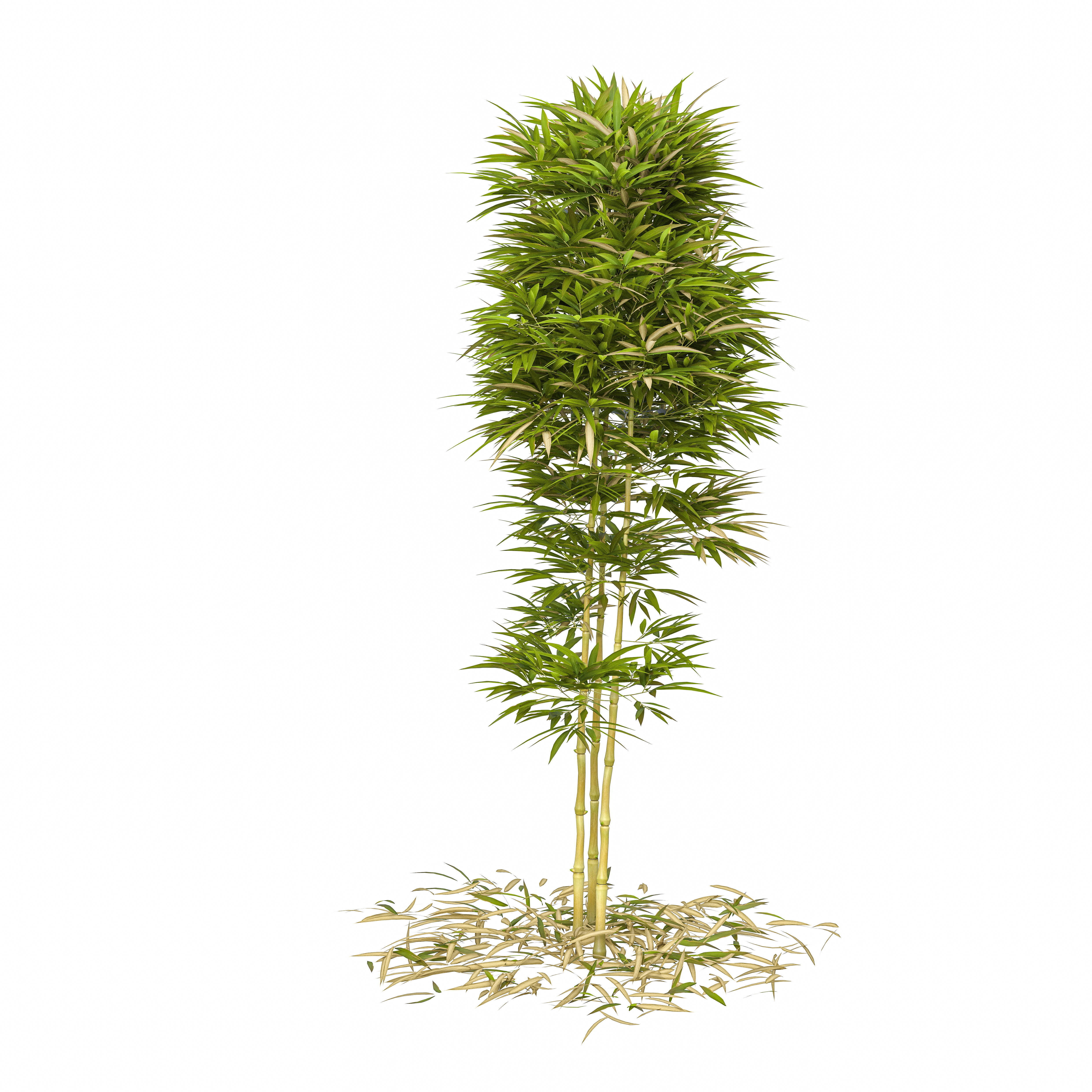 Bamboo Phyllostachys Aurea 2m 3D model_43