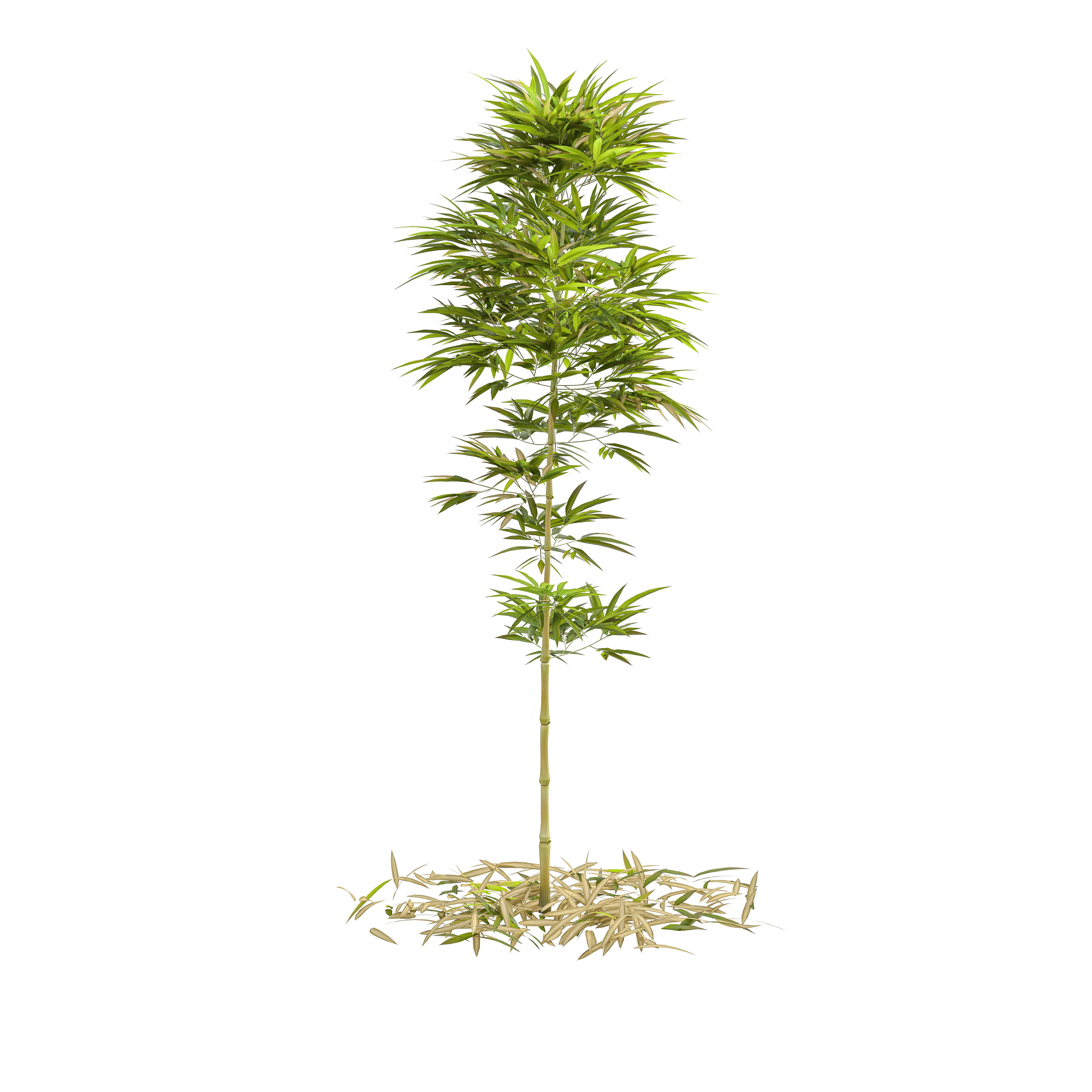 Bamboo Phyllostachys Aurea 2m 3D model_3