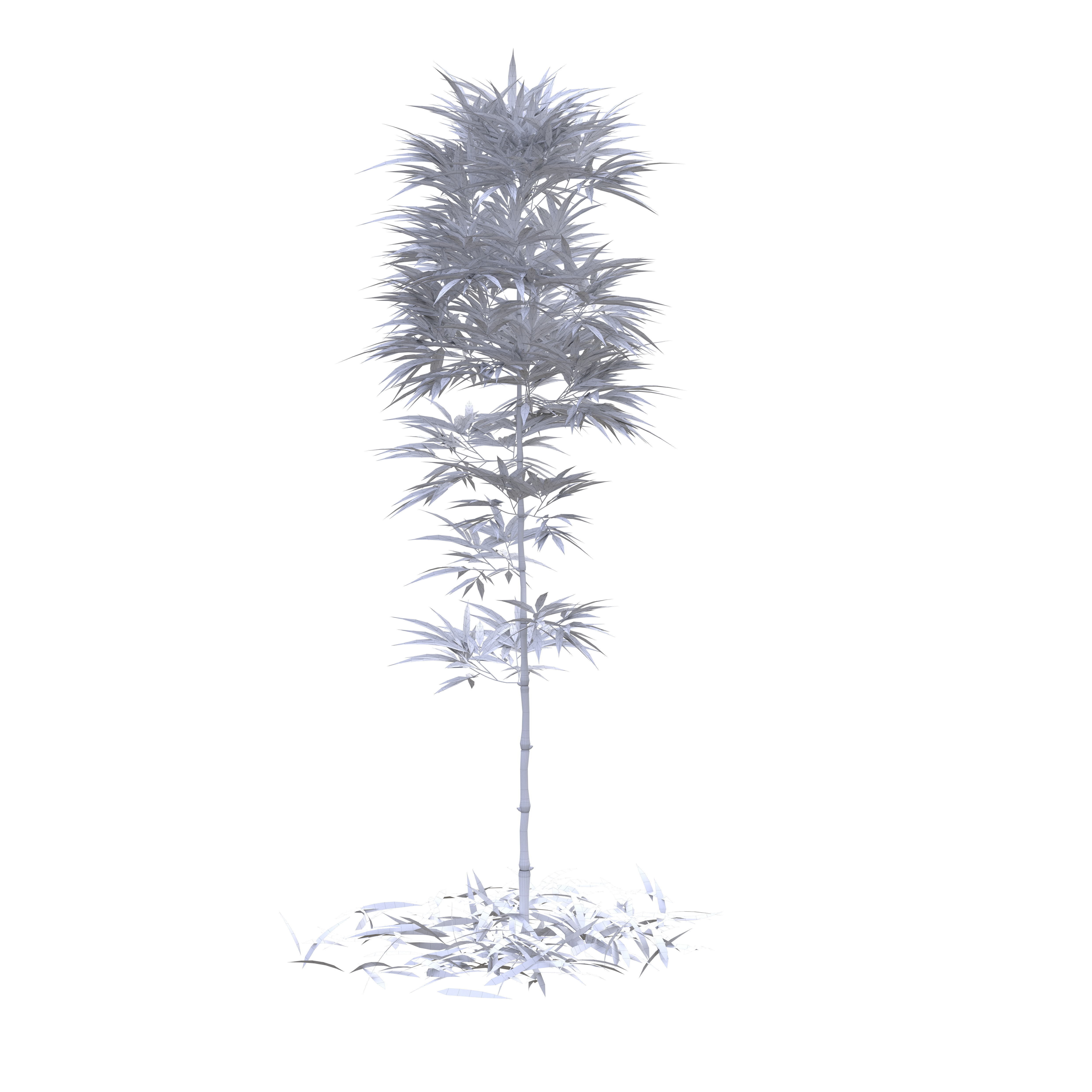 Bamboo Phyllostachys Aurea 2m 3D model_48