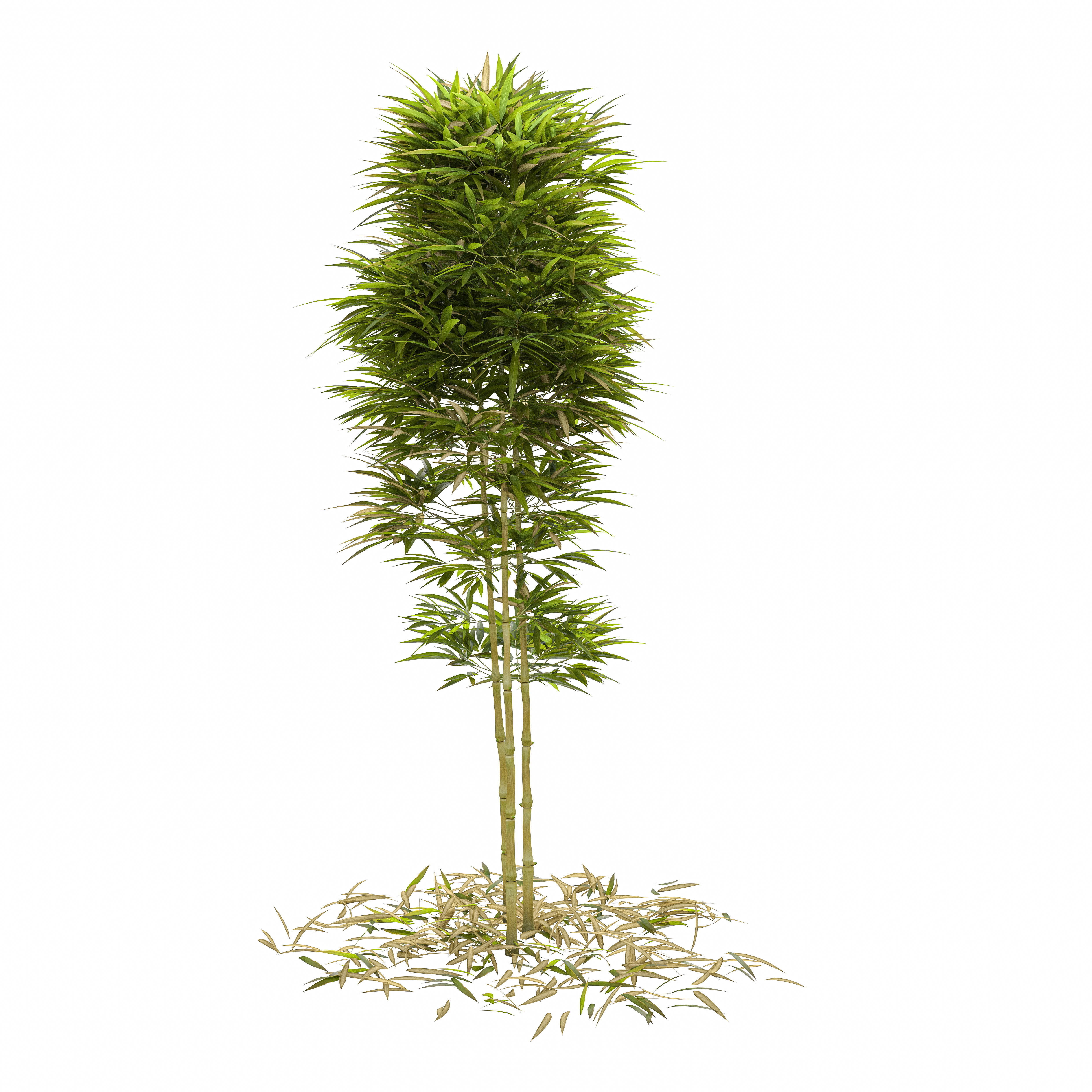 Bamboo Phyllostachys Aurea 2m 3D model_49