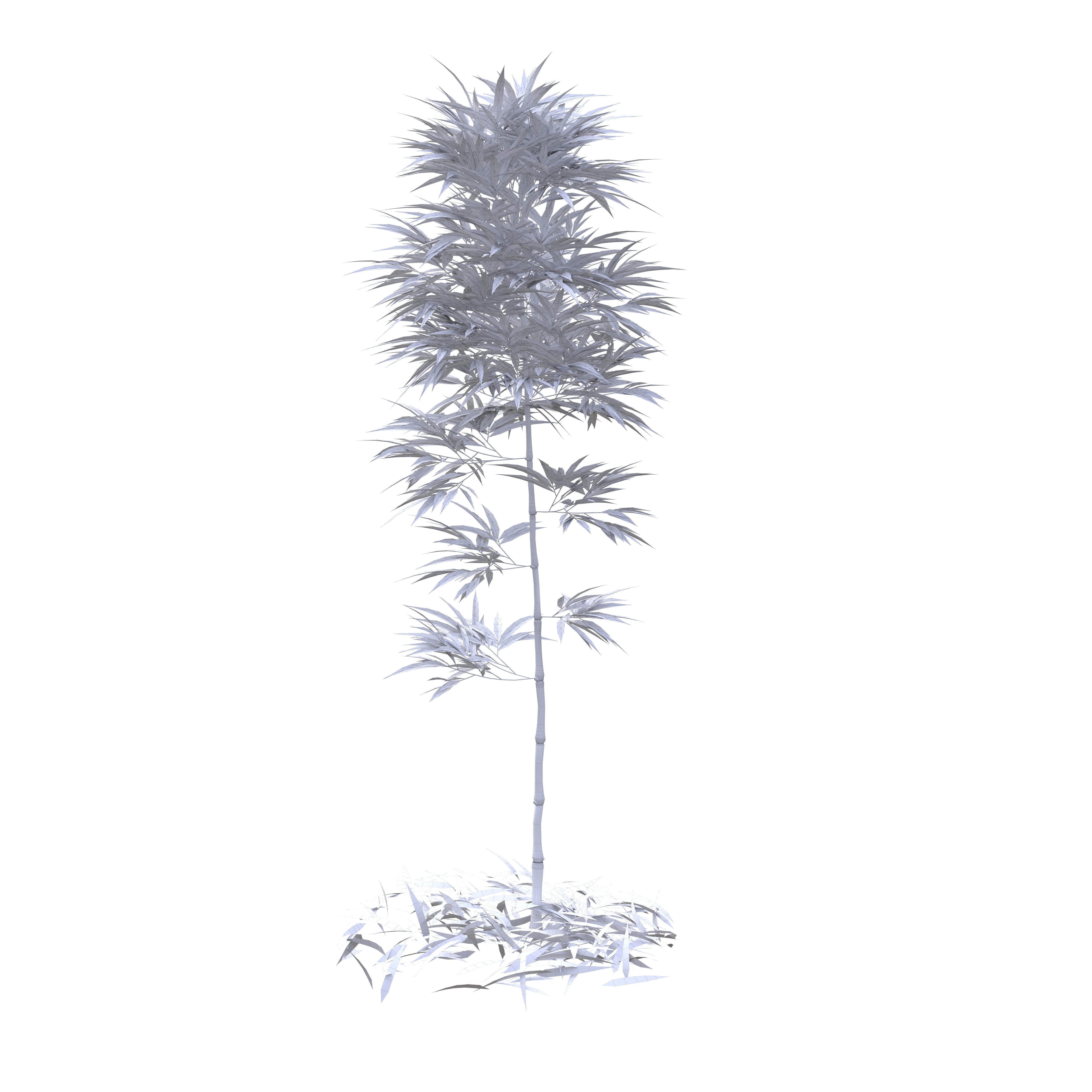 Bamboo Phyllostachys Aurea 2m 3D model_36