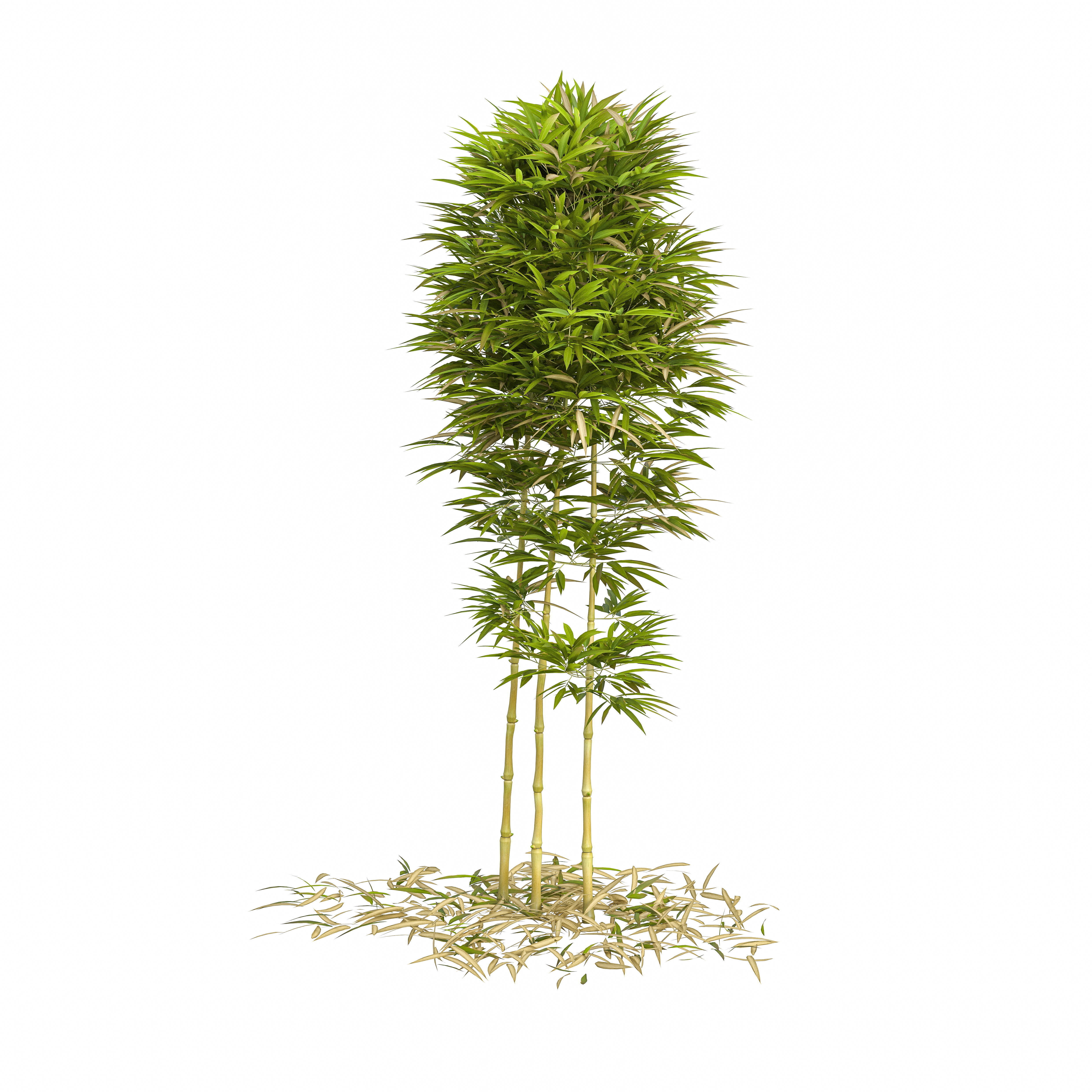 Bamboo Phyllostachys Aurea 2m 3D model_19