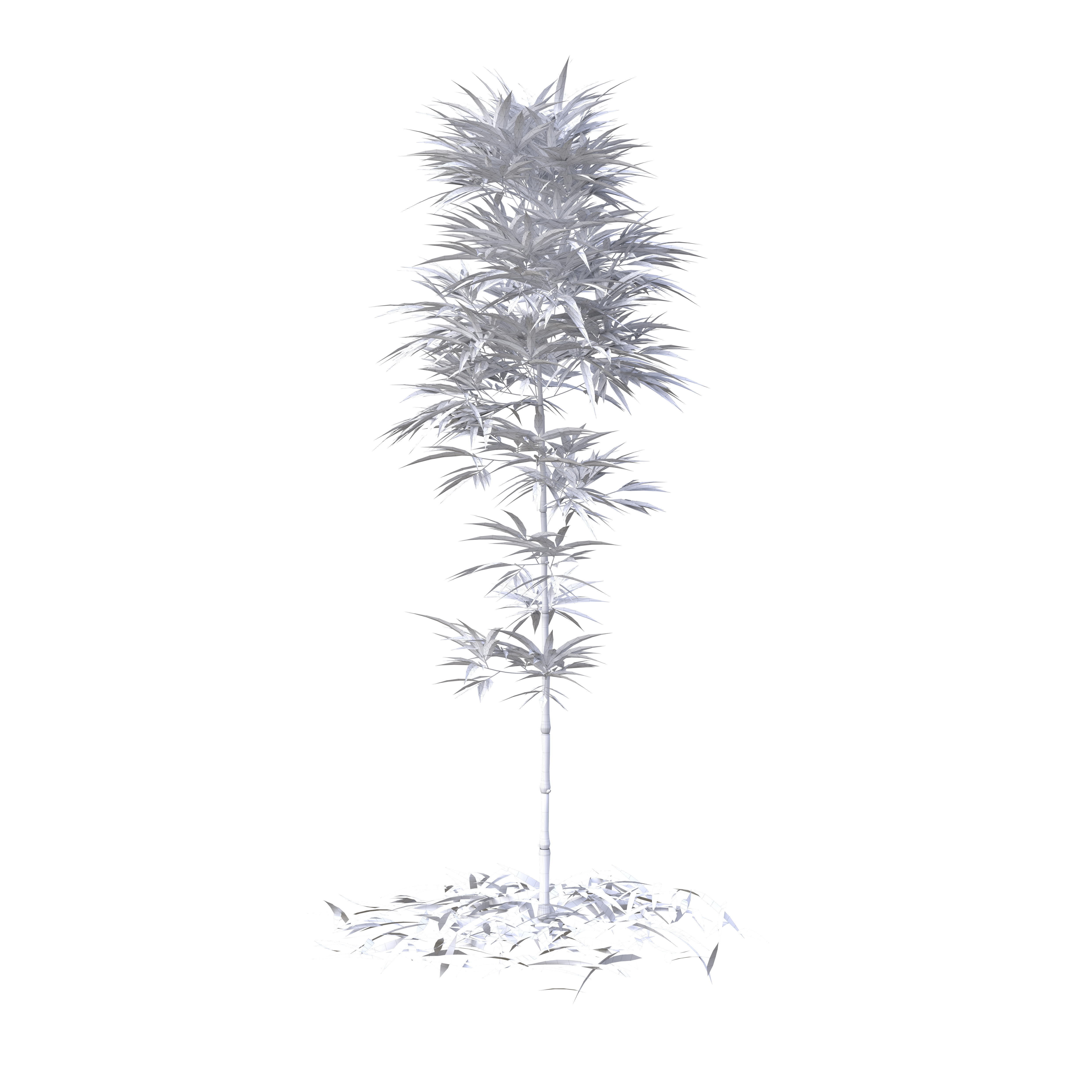 Bamboo Phyllostachys Aurea 2m 3D model_24