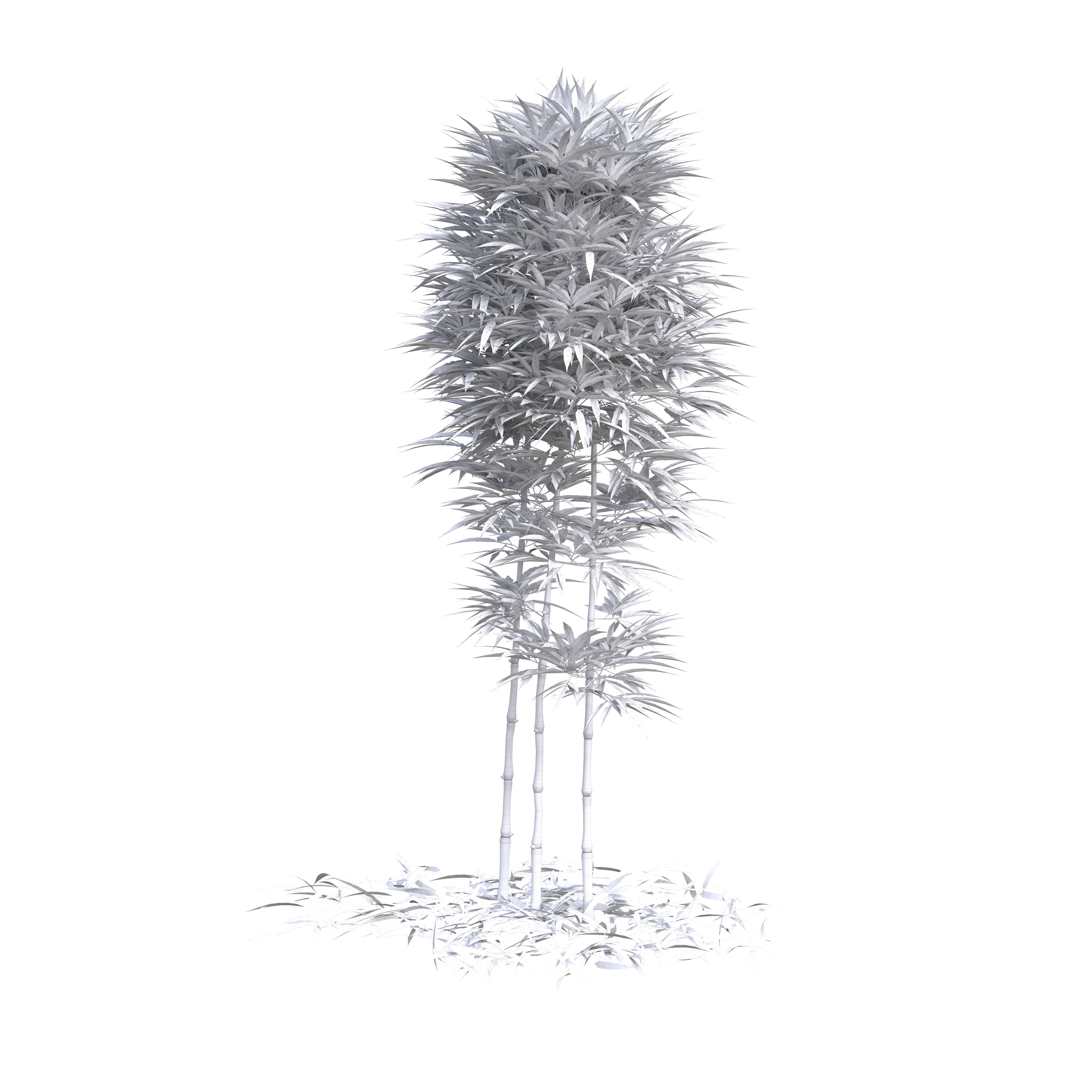 Bamboo Phyllostachys Aurea 2m 3D model_20
