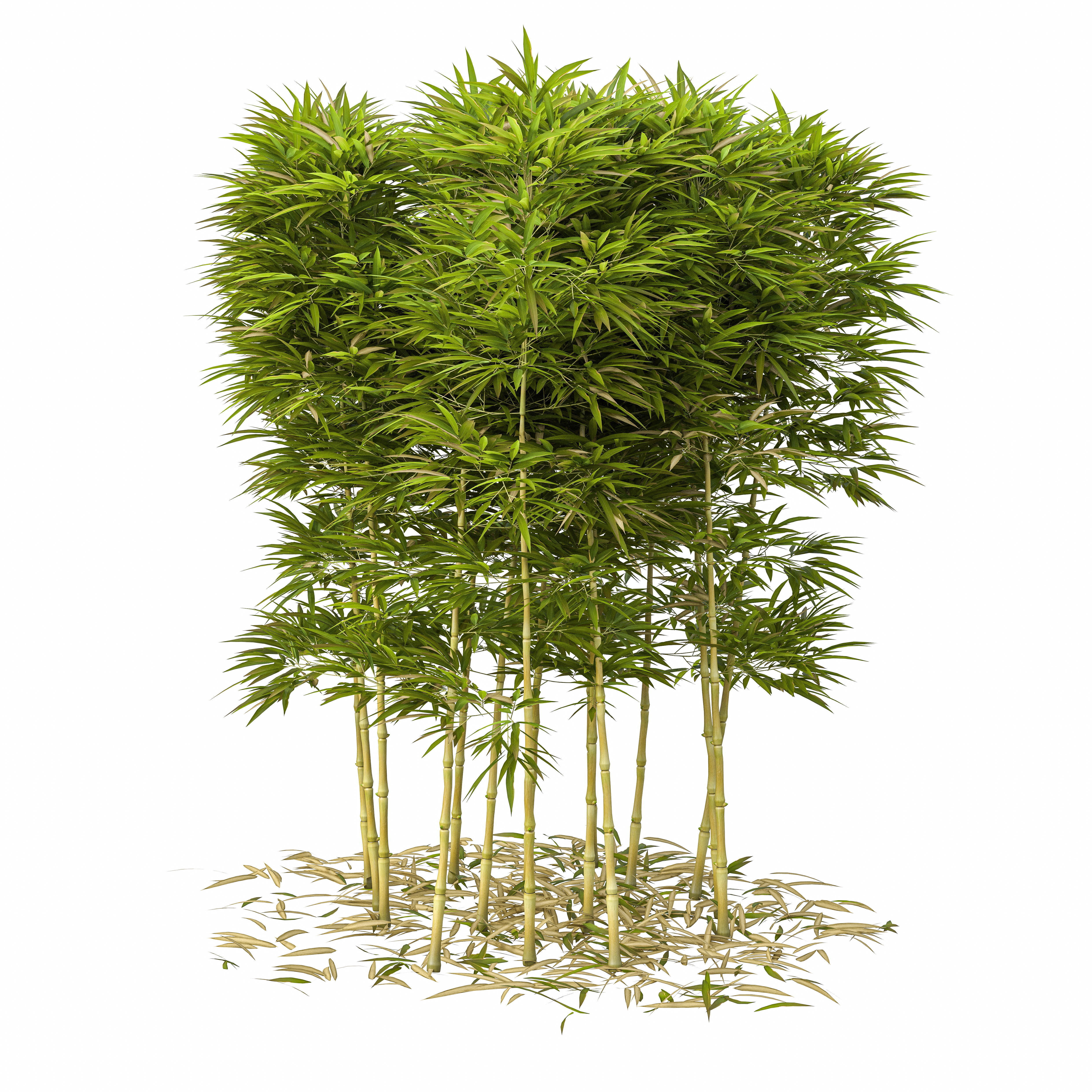 Bamboo Phyllostachys Aurea 2m 3D model_22