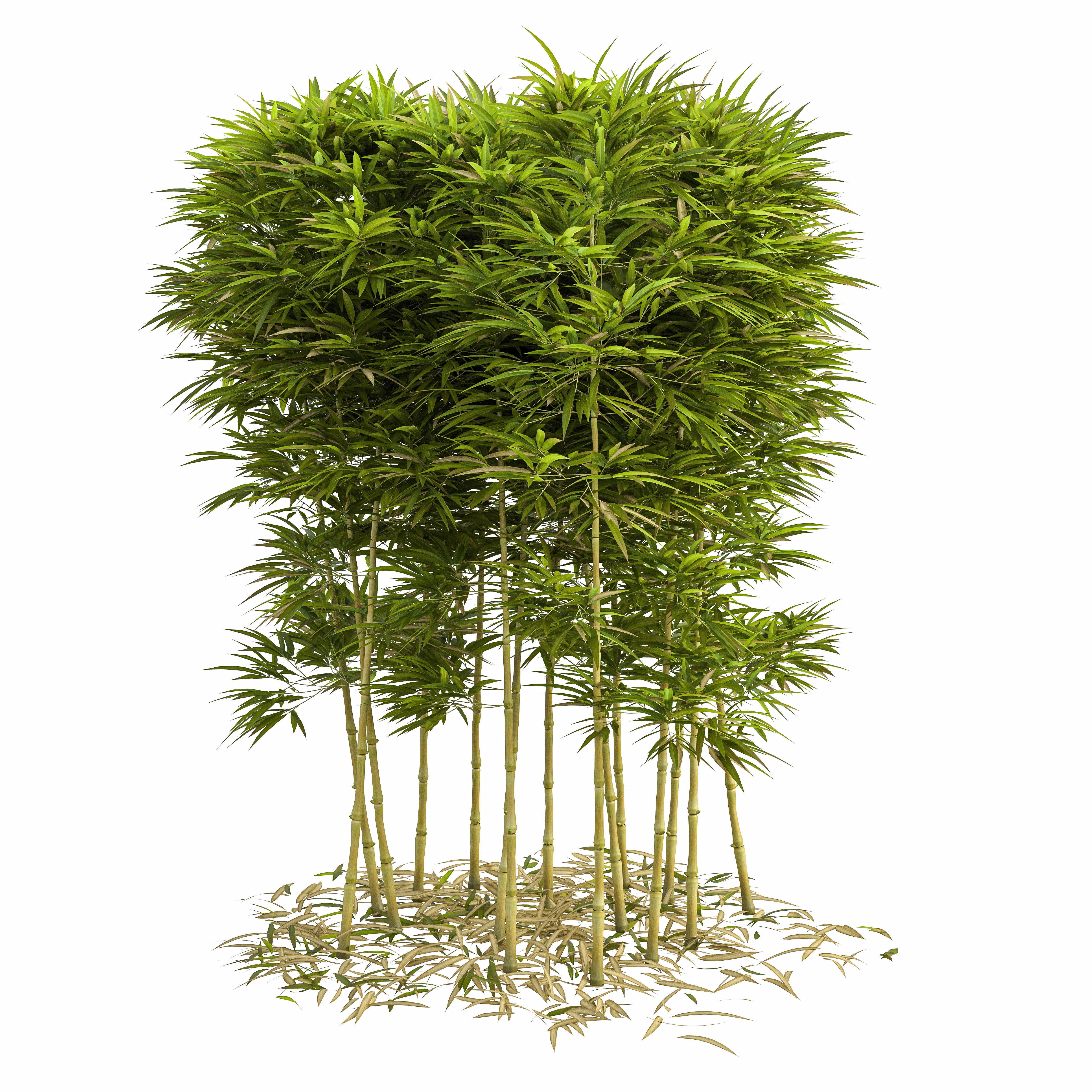 Bamboo Phyllostachys Aurea 2m 3D model_10