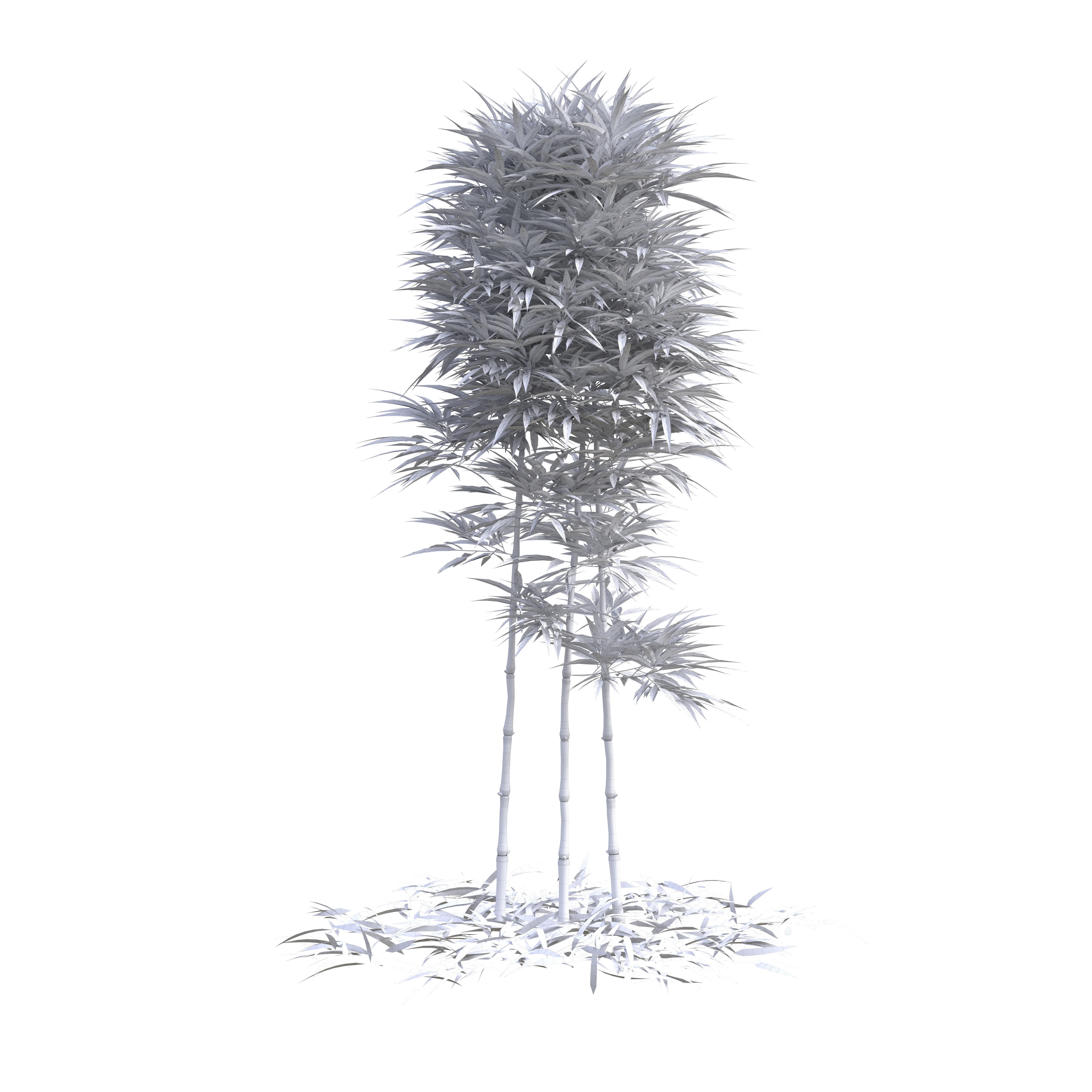 Bamboo Phyllostachys Aurea 2m 3D model_14