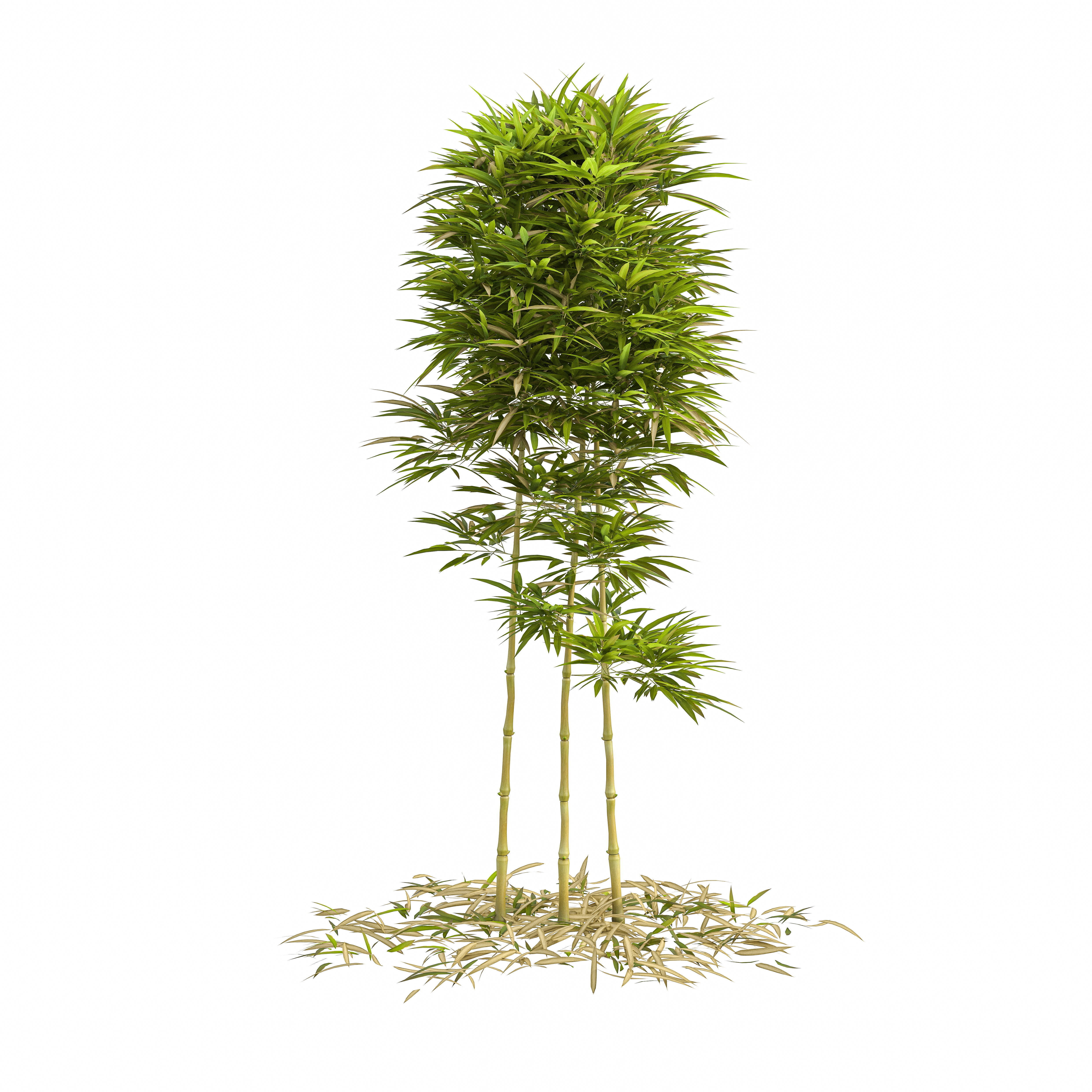 Bamboo Phyllostachys Aurea 2m 3D model_13
