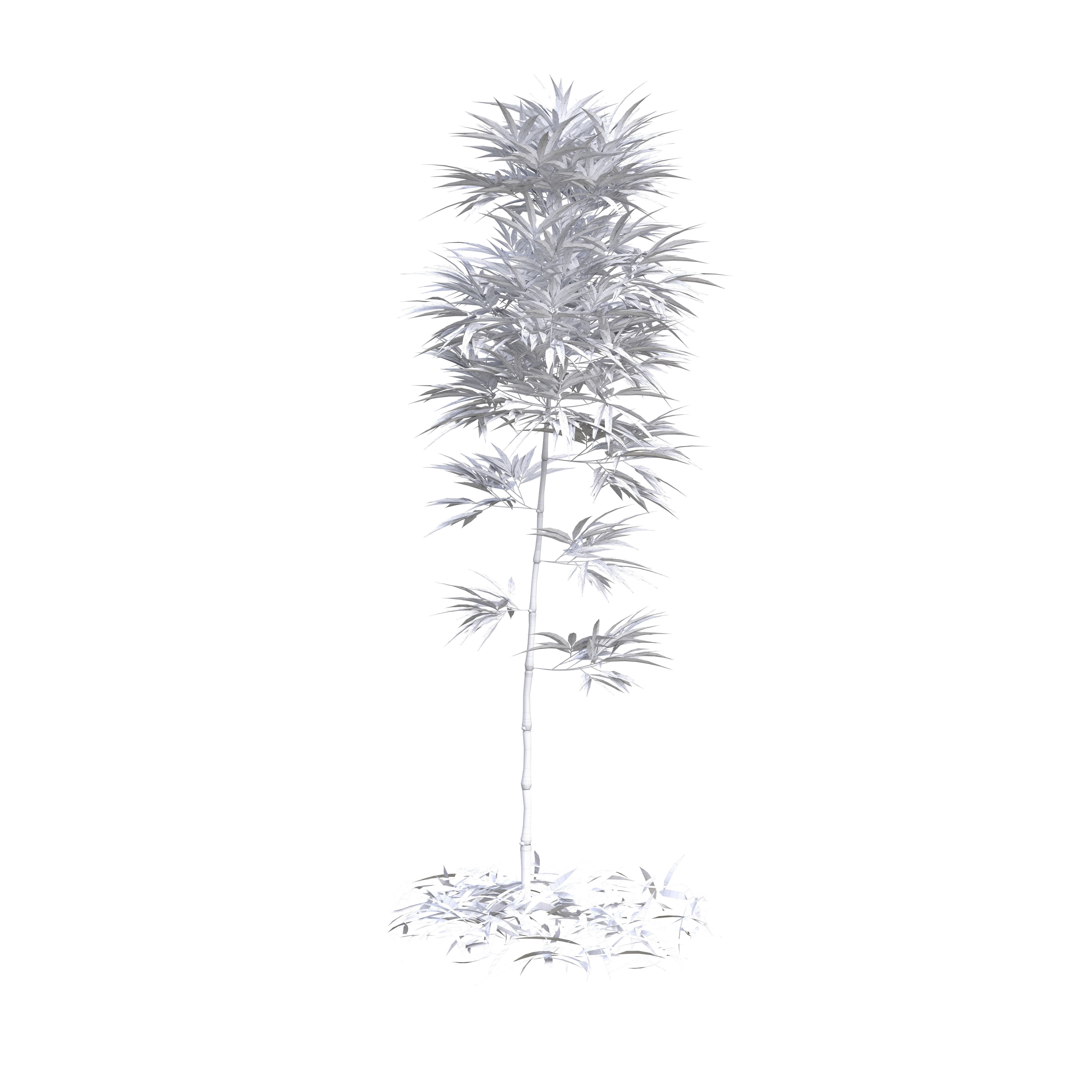 Bamboo Phyllostachys Aurea 2m 3D model_18