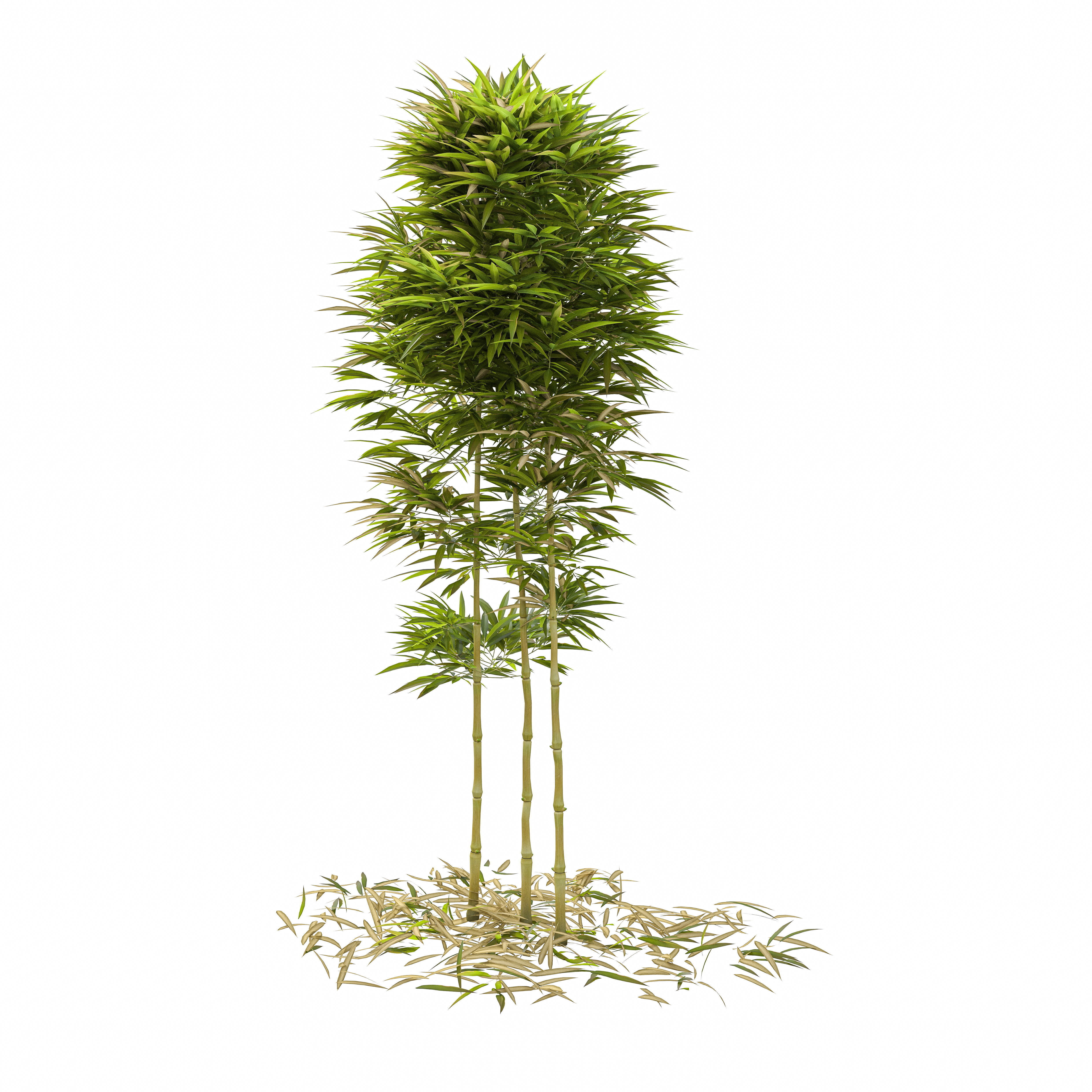 Bamboo Phyllostachys Aurea 2m 3D model_37