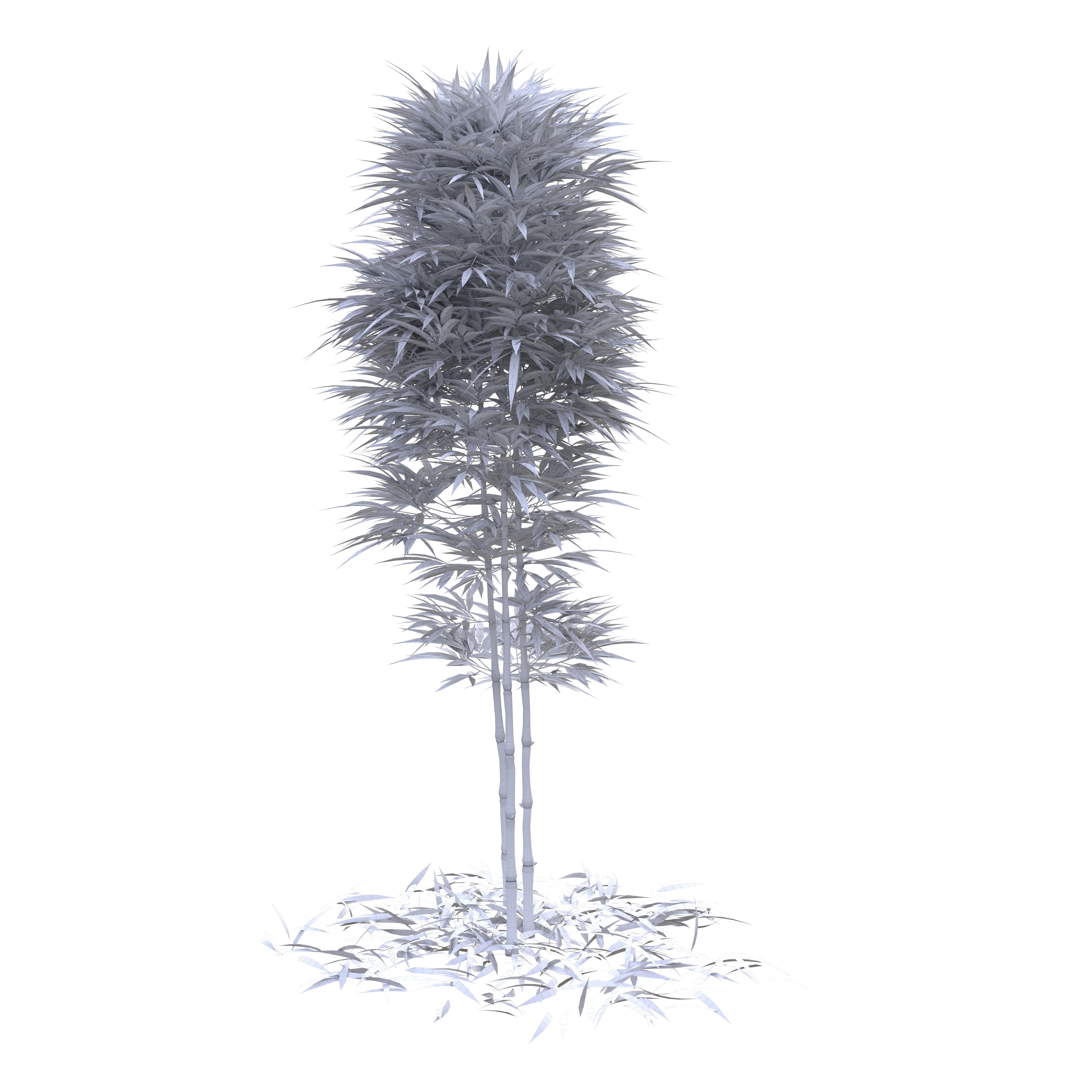 Bamboo Phyllostachys Aurea 2m 3D model_50