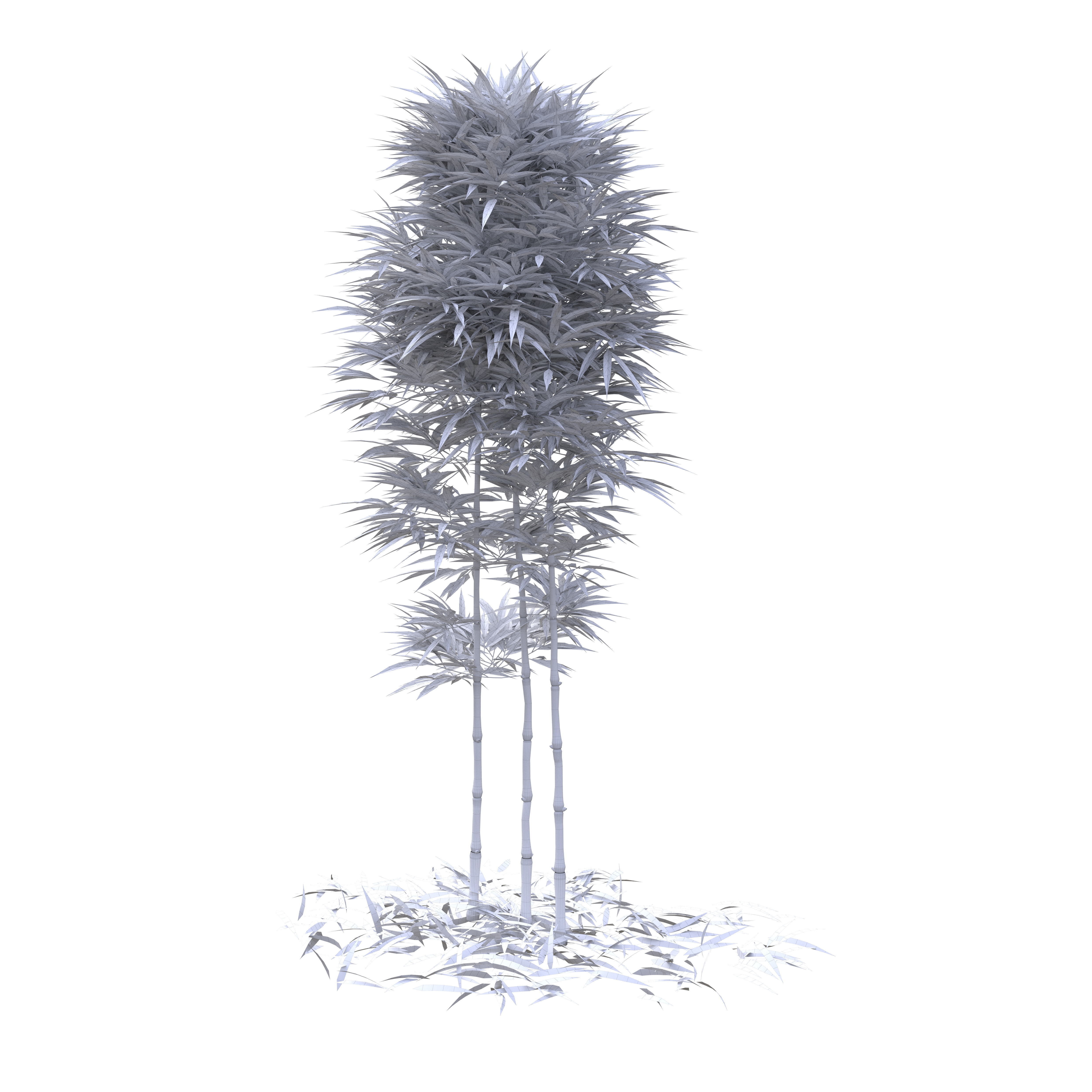 Bamboo Phyllostachys Aurea 2m 3D model_38