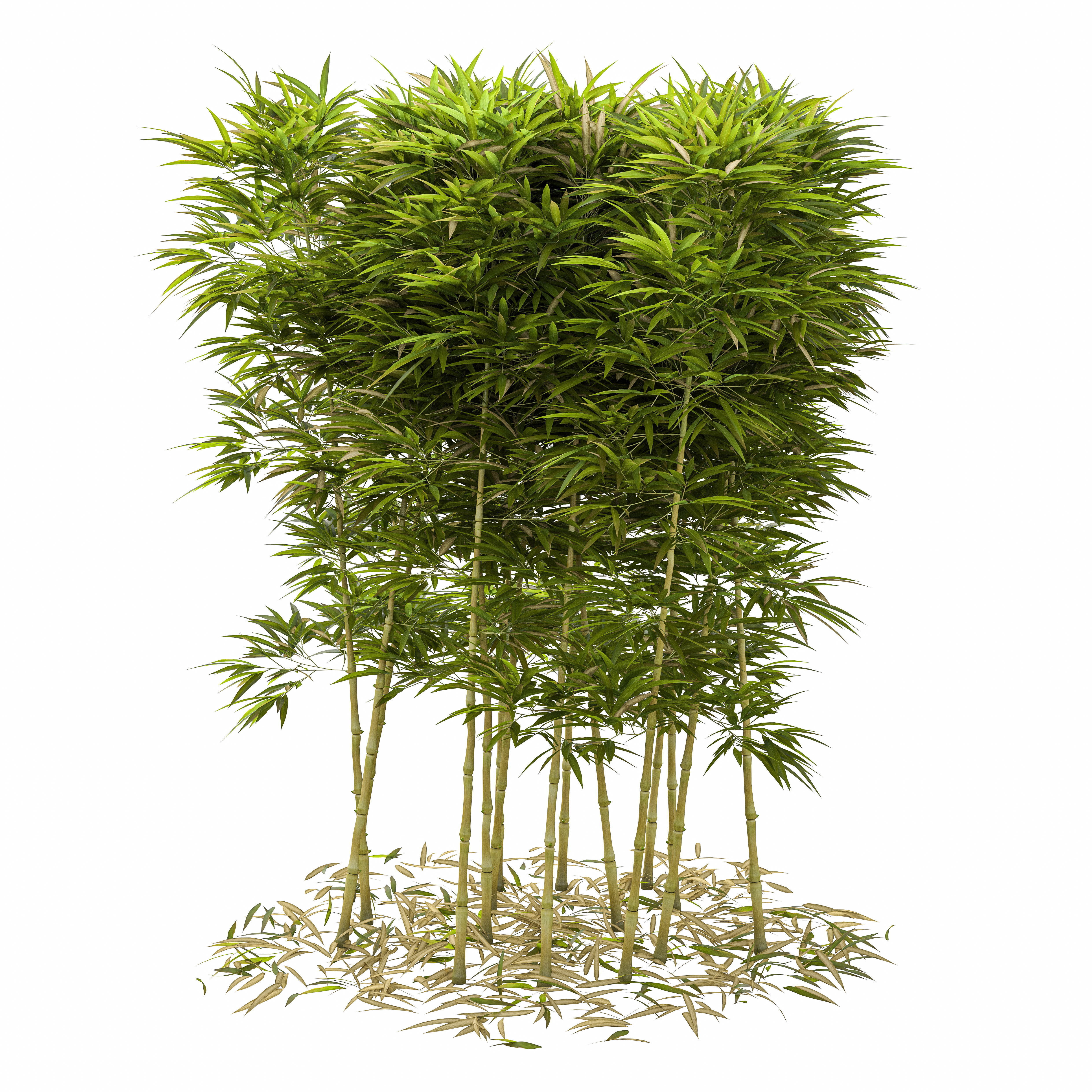 Bamboo Phyllostachys Aurea 2m 3D model_34